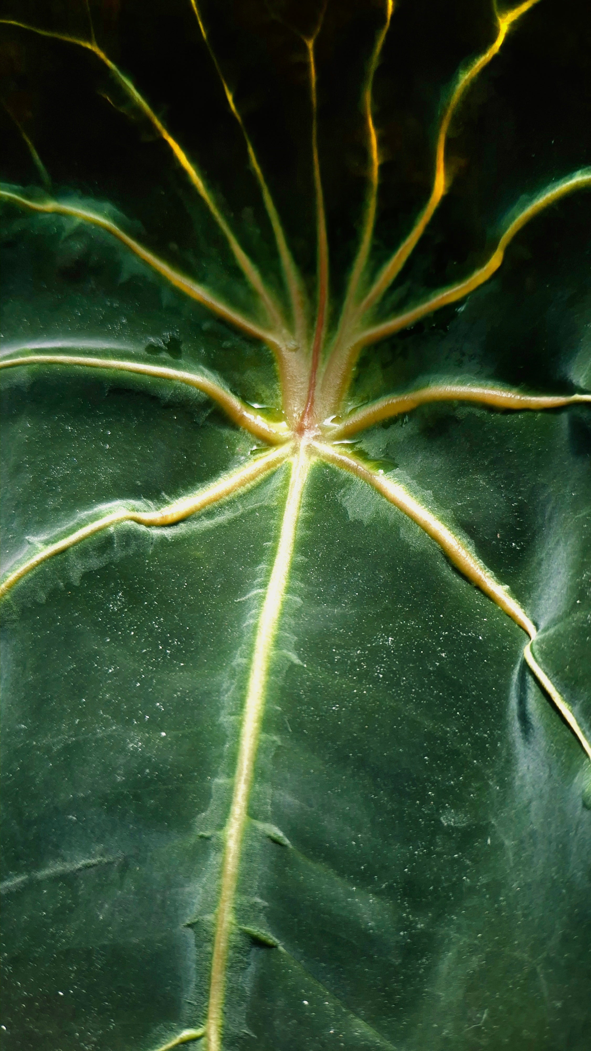 AnNamGarden Special MyID