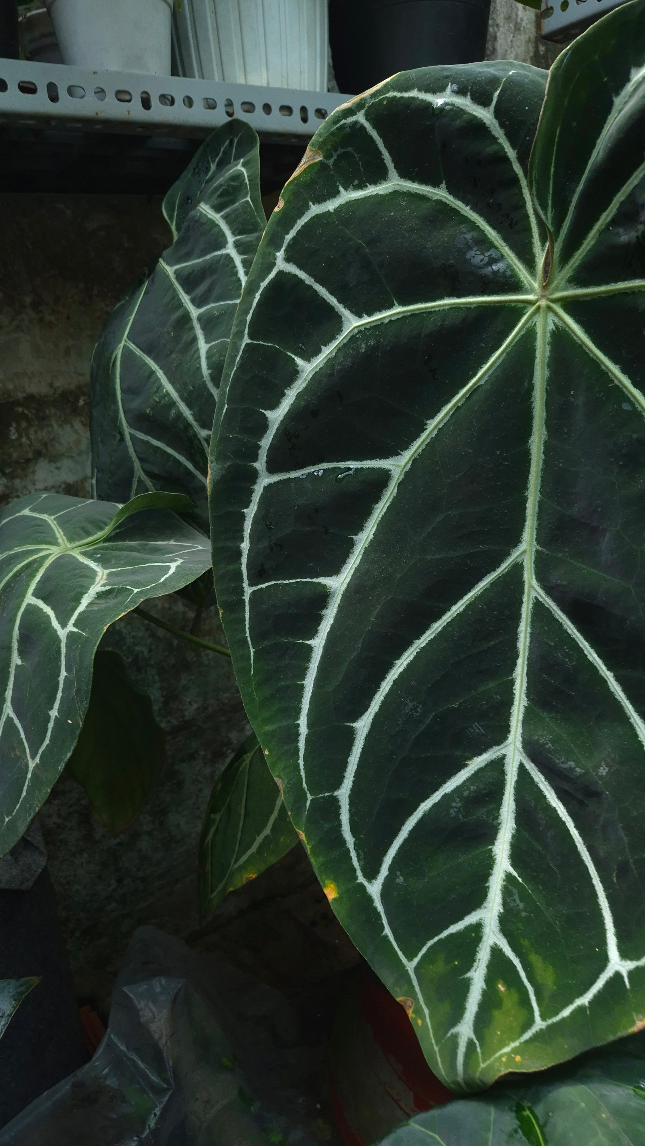 AnNamGarden Selected Plants