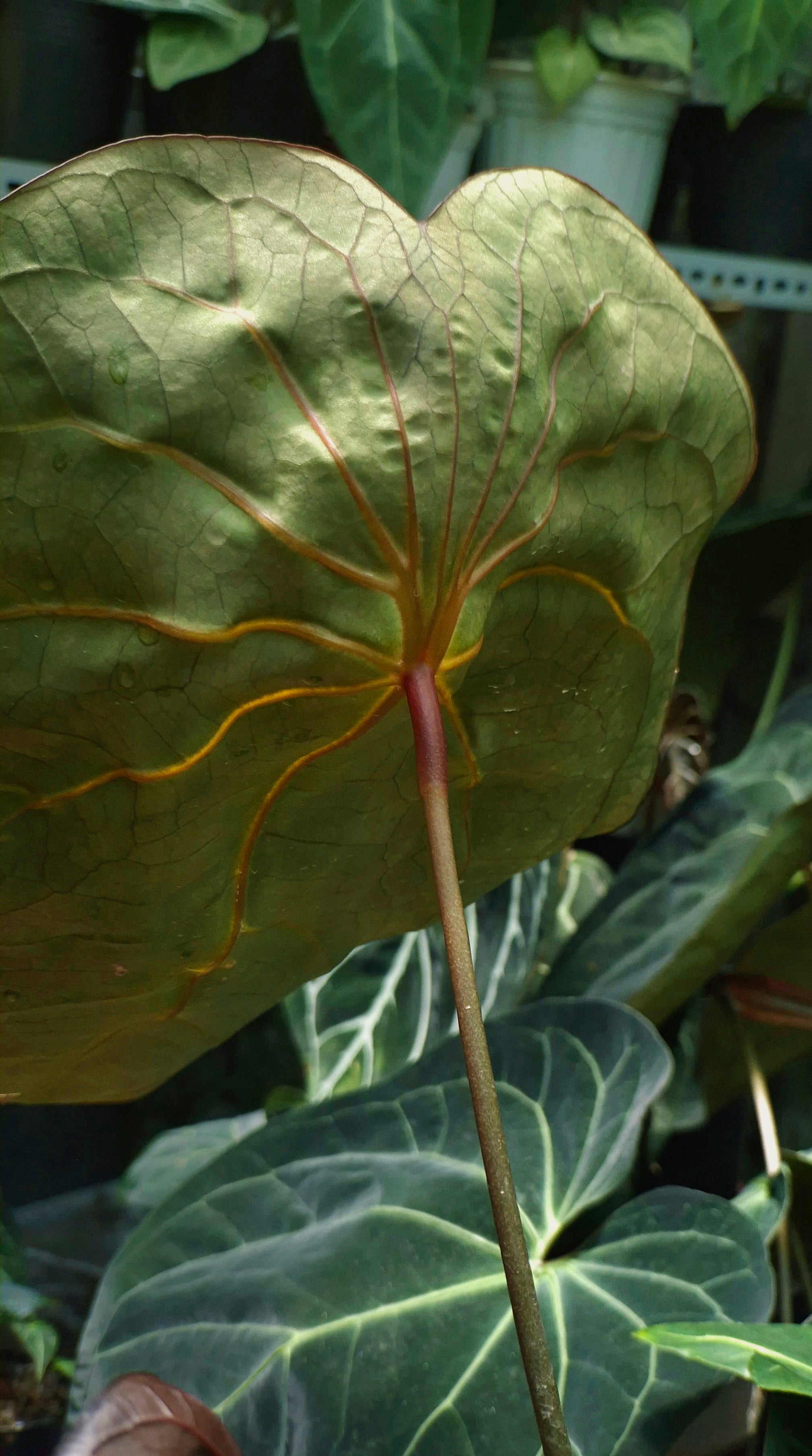 Anthurium ANG 102CLUB: Yggdrasil