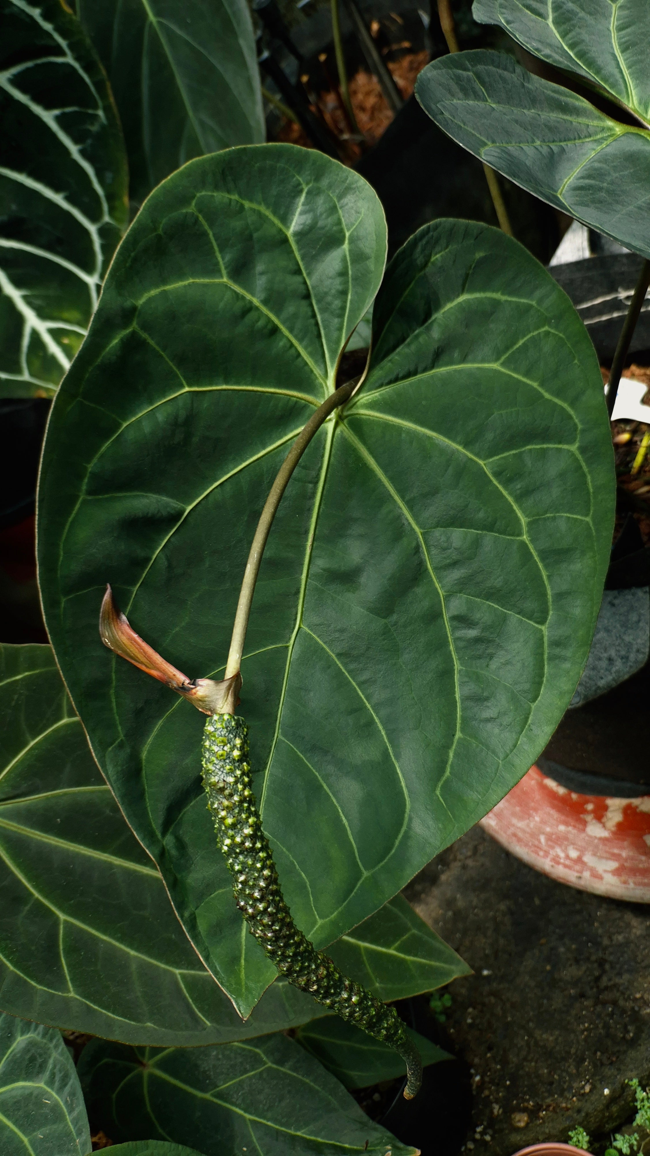 Anthurium ANG 1908 Velvet