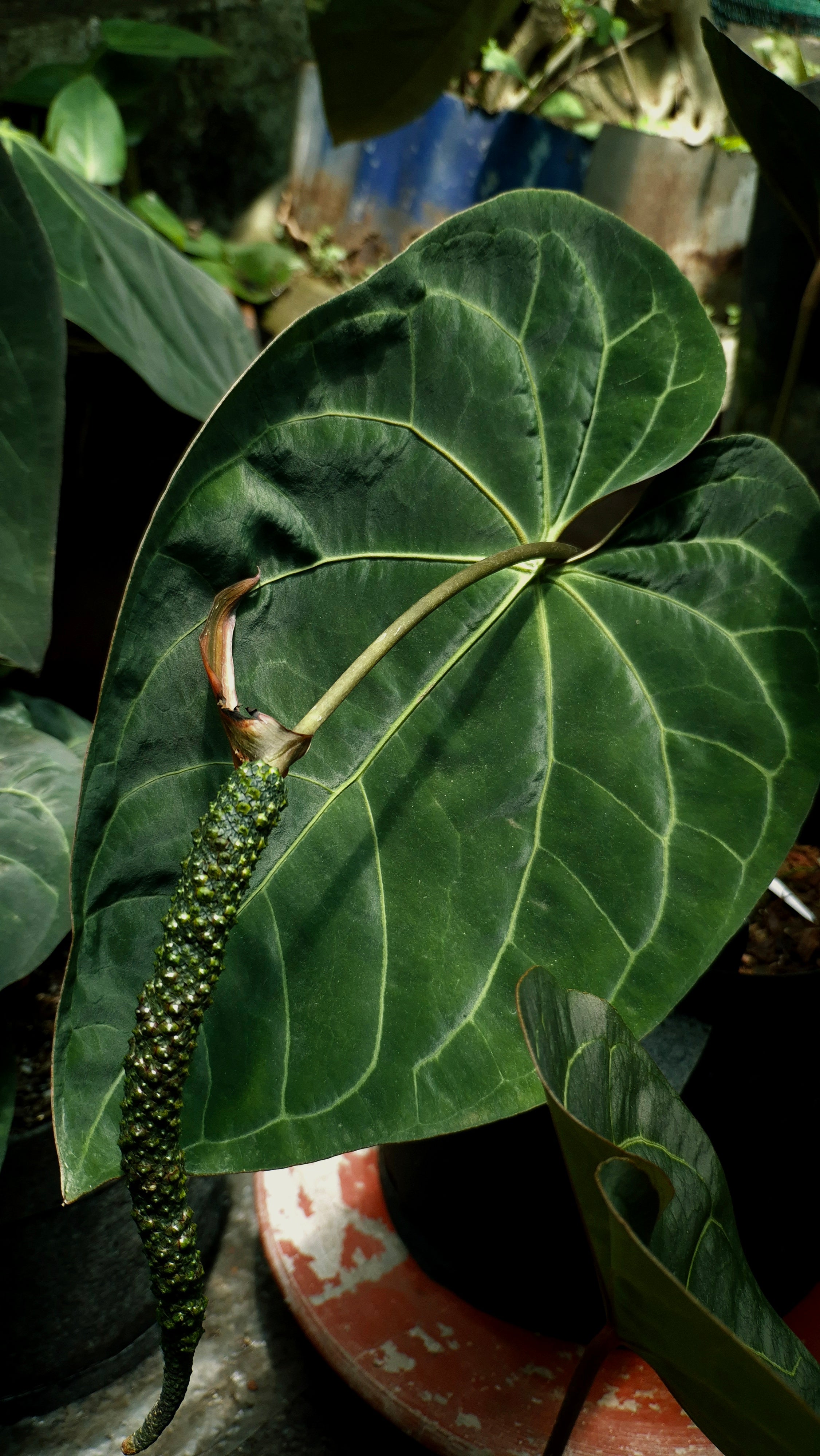 Anthurium ANG 1908 Velvet