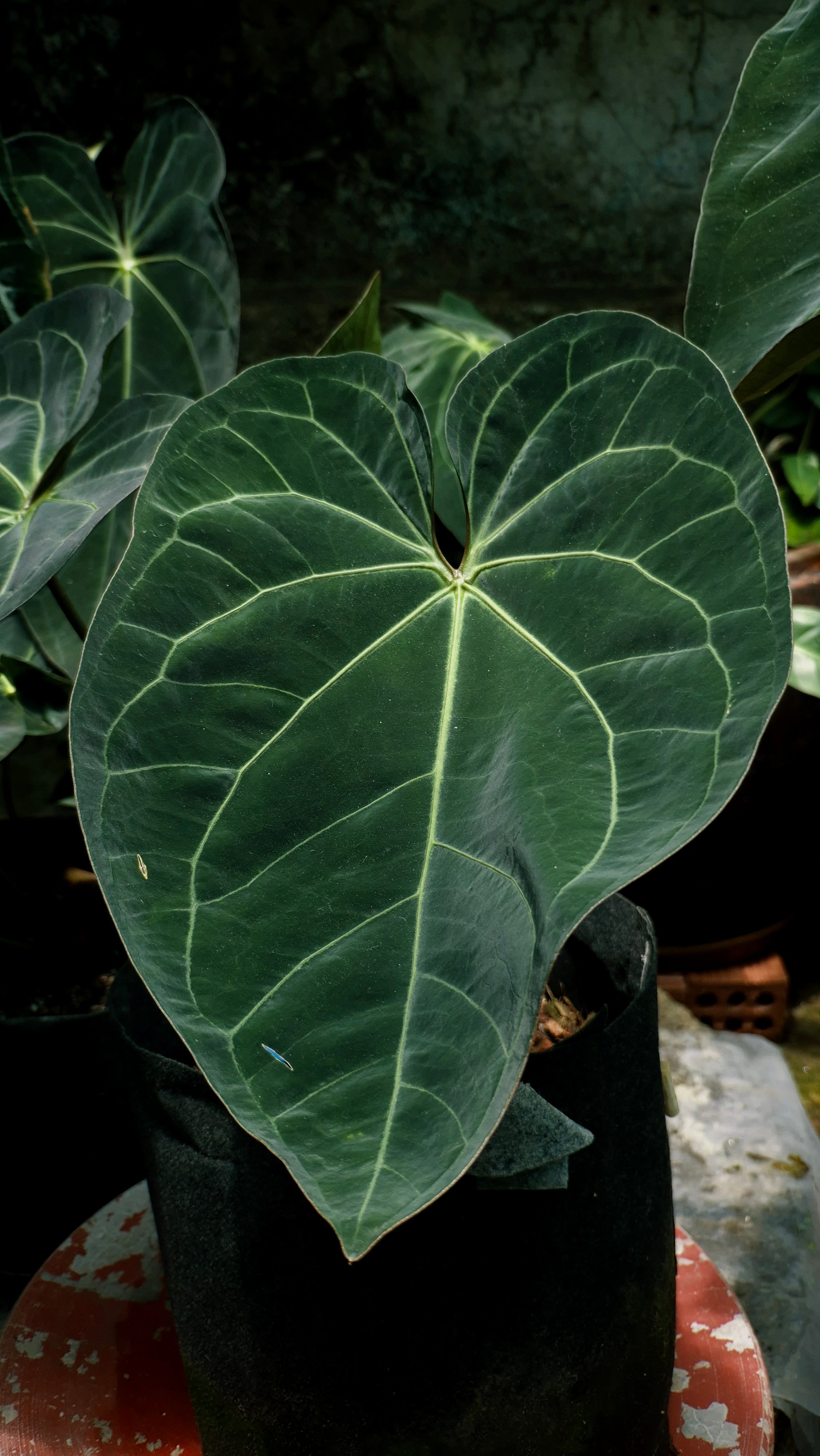 Anthurium ANG 1908 Velvet