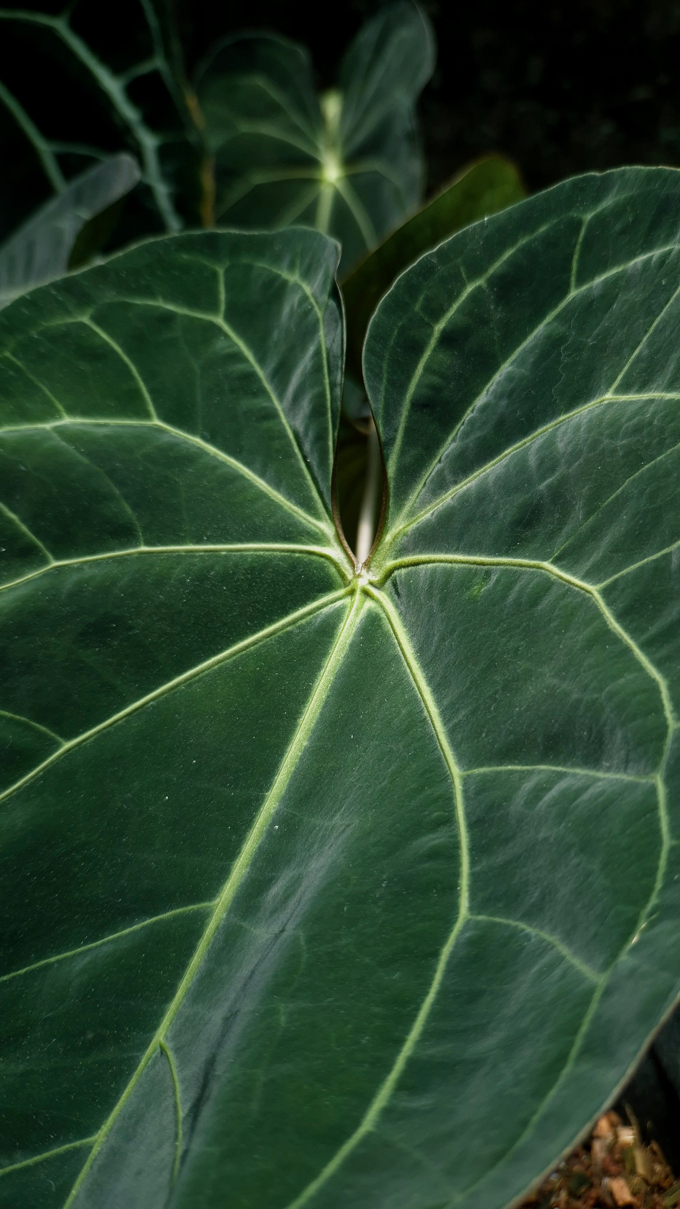 Anthurium ANG 1908 Velvet