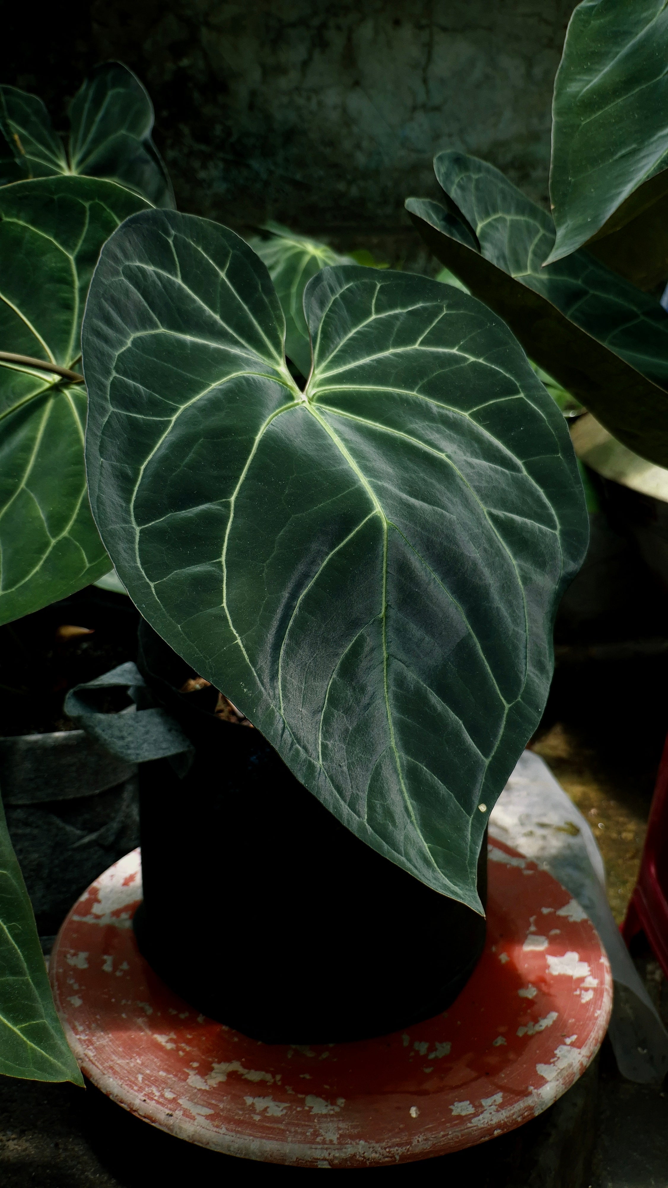 Anthurium ANG 1908 Velvet