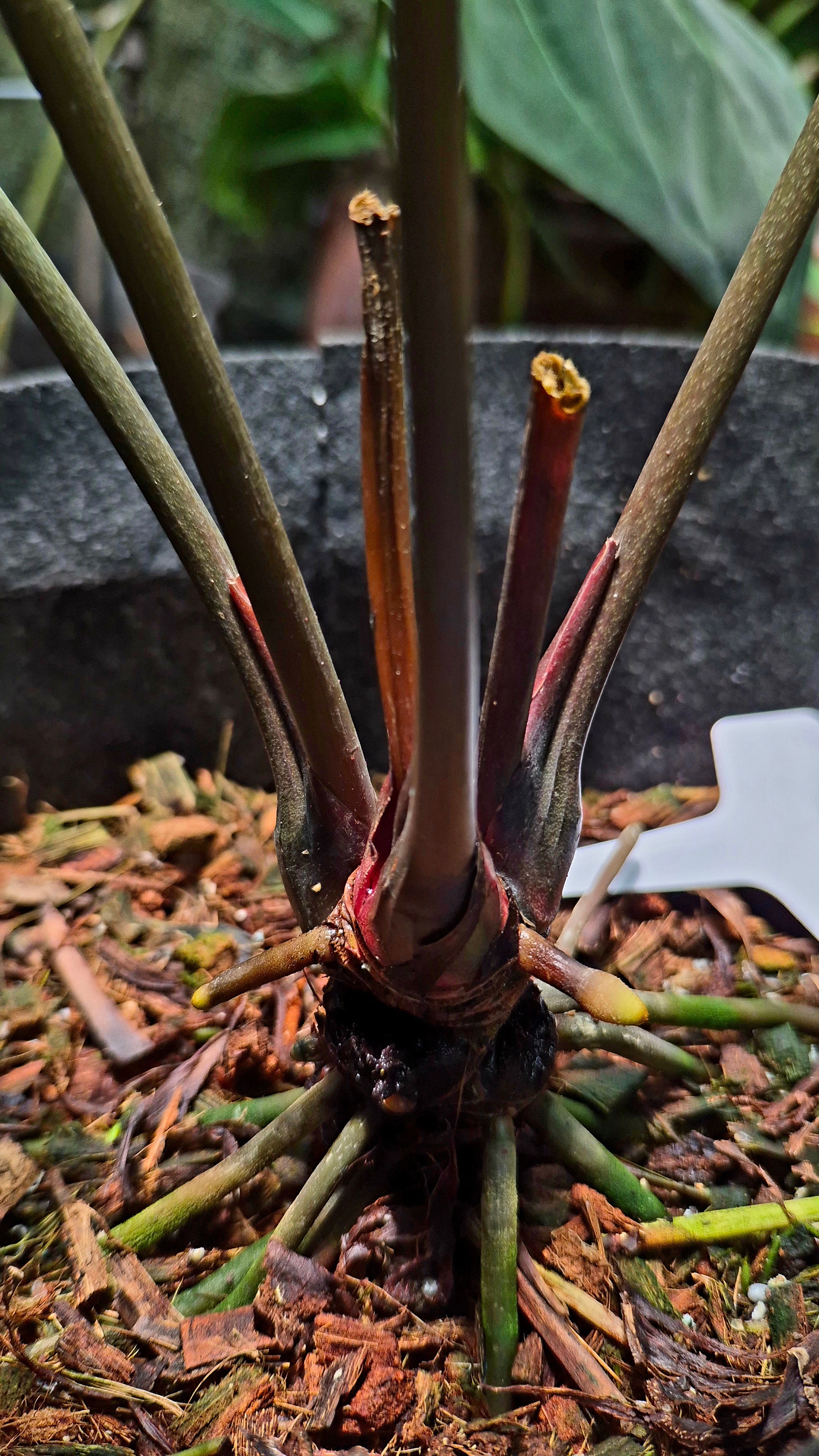 Anthurium ANG 1908 Velvet