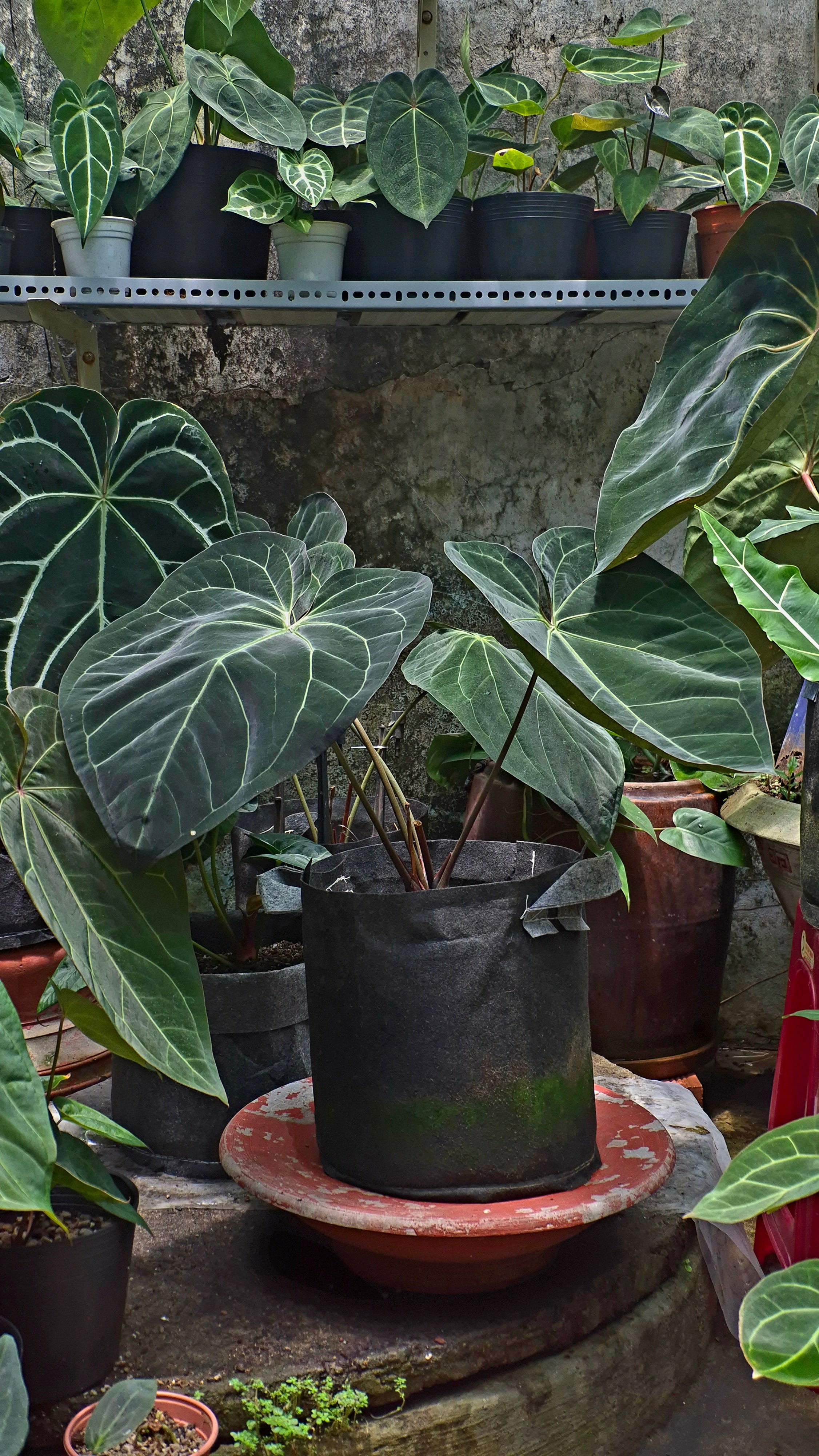 Anthurium ANG 1908 Velvet