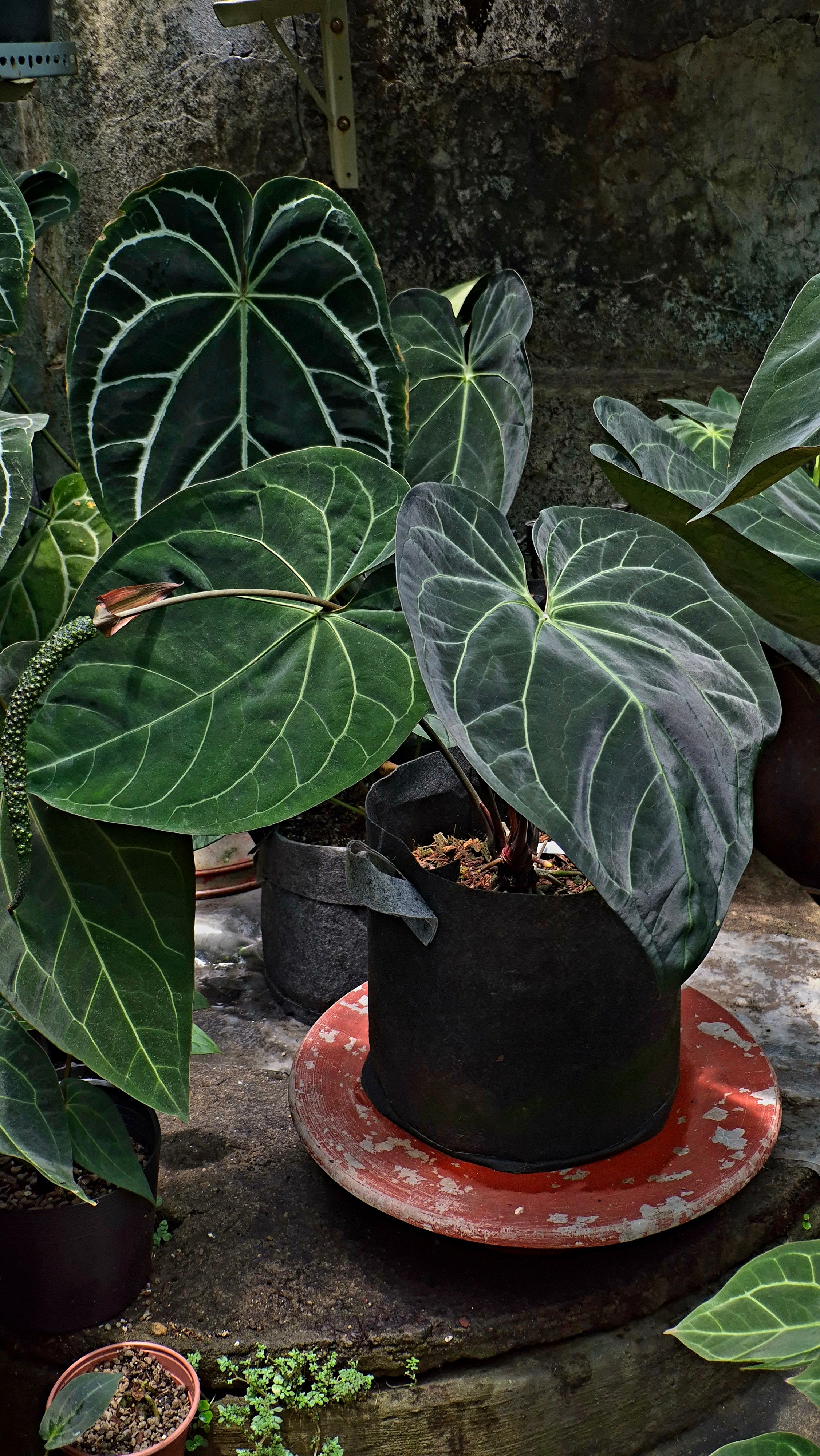 Anthurium ANG 1908 Velvet