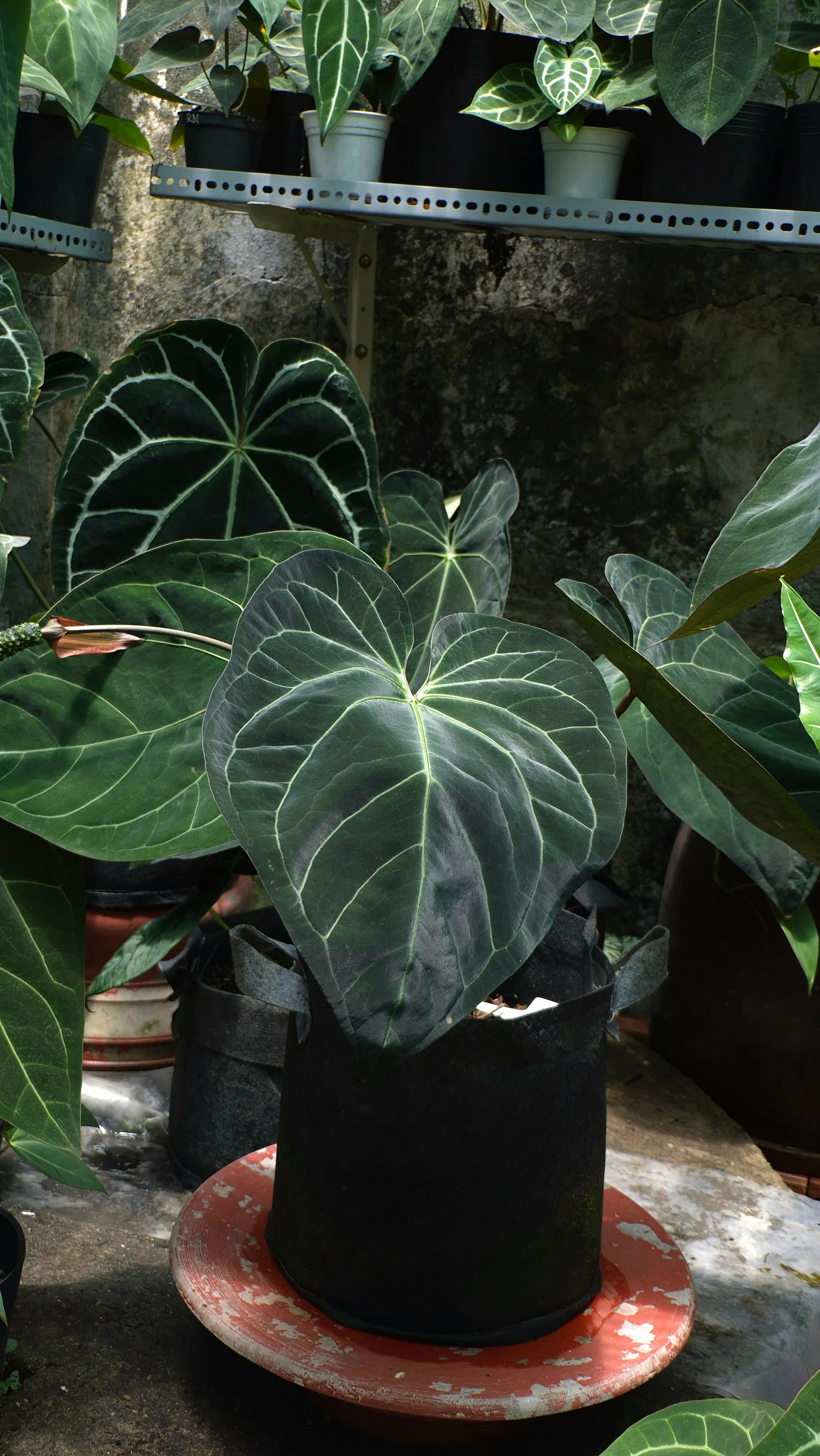 Anthurium ANG 1908 Velvet