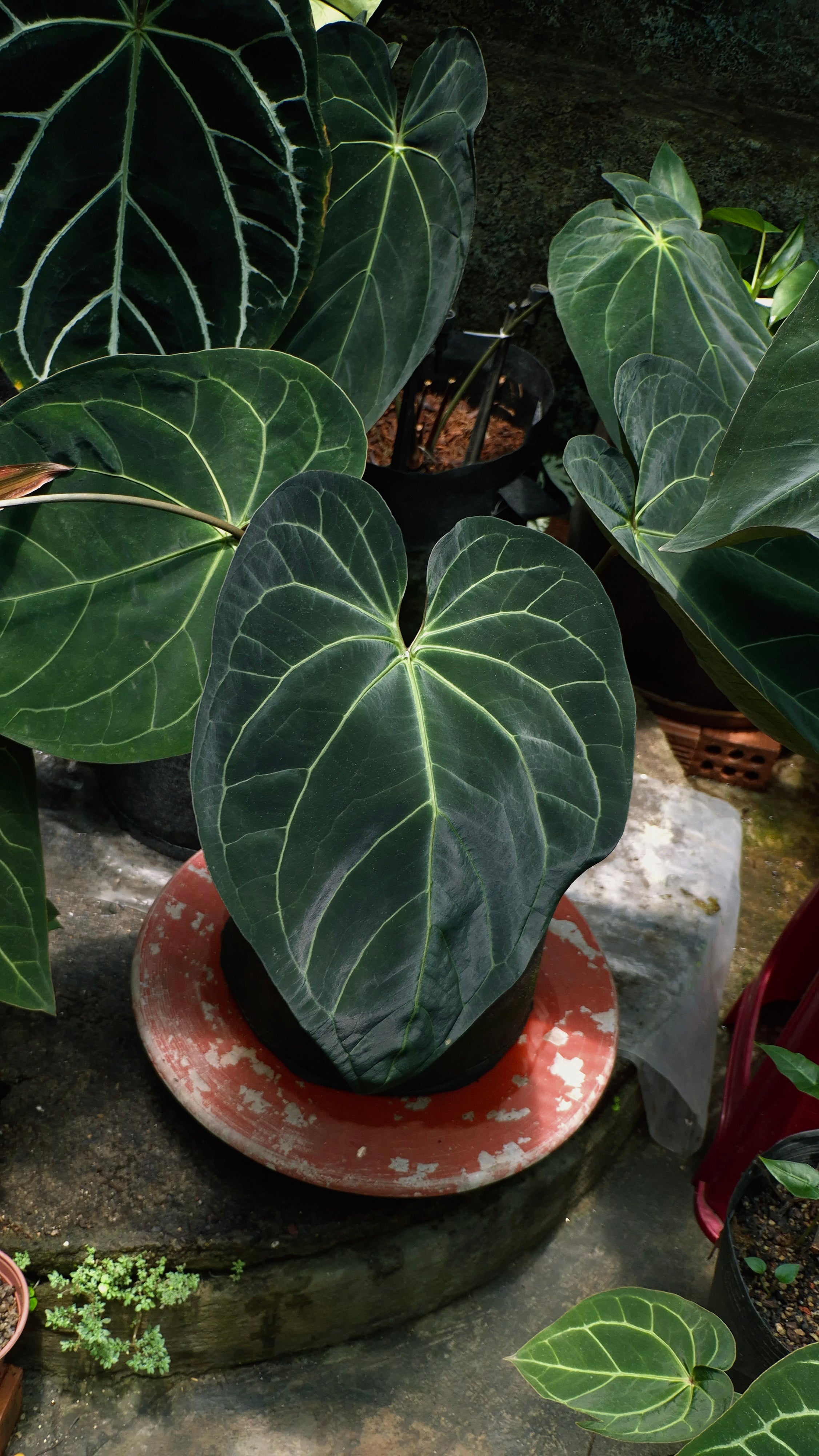 Anthurium ANG 1908 Velvet