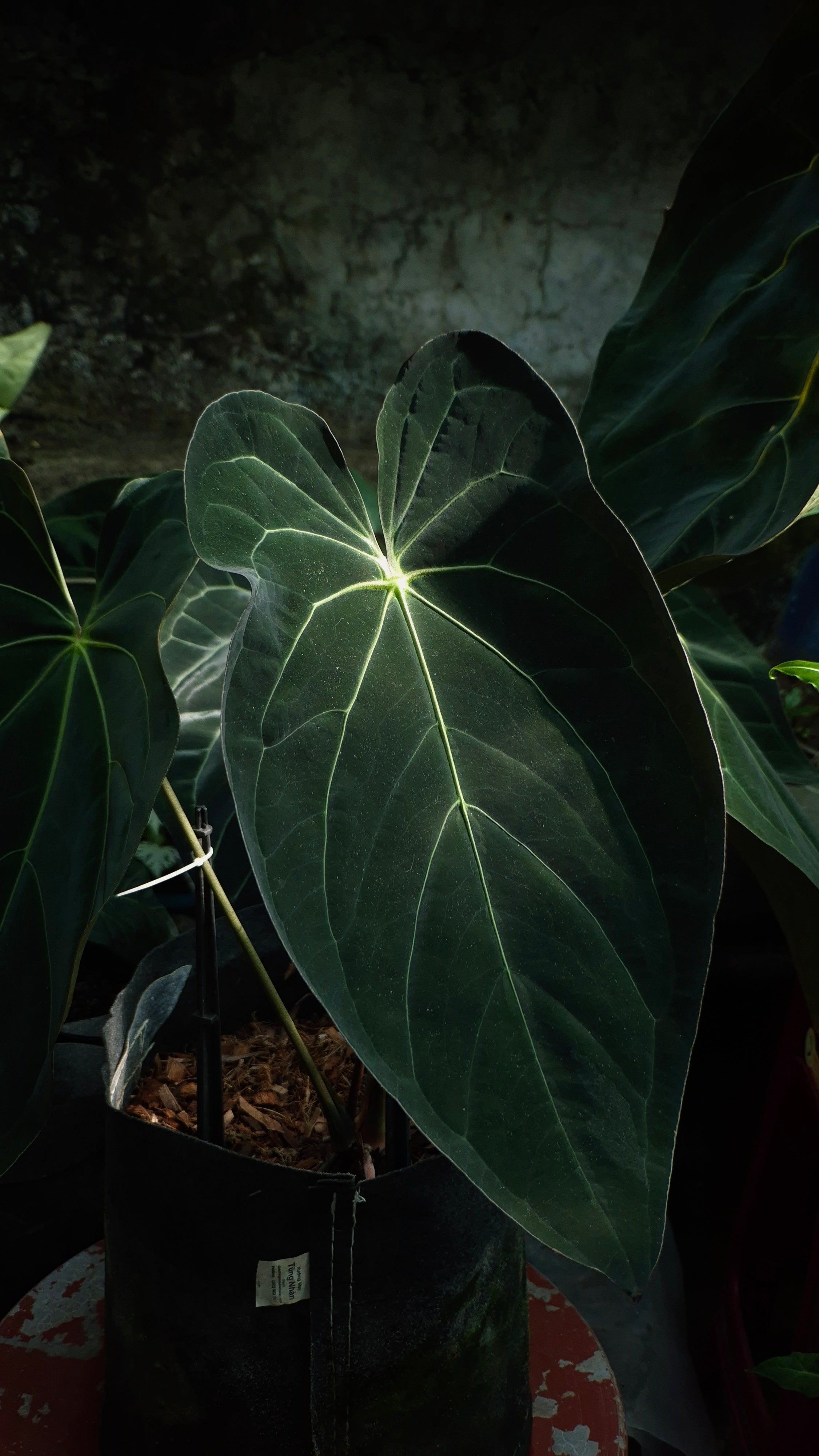 Anthurium ANG 102CLUB: Athena