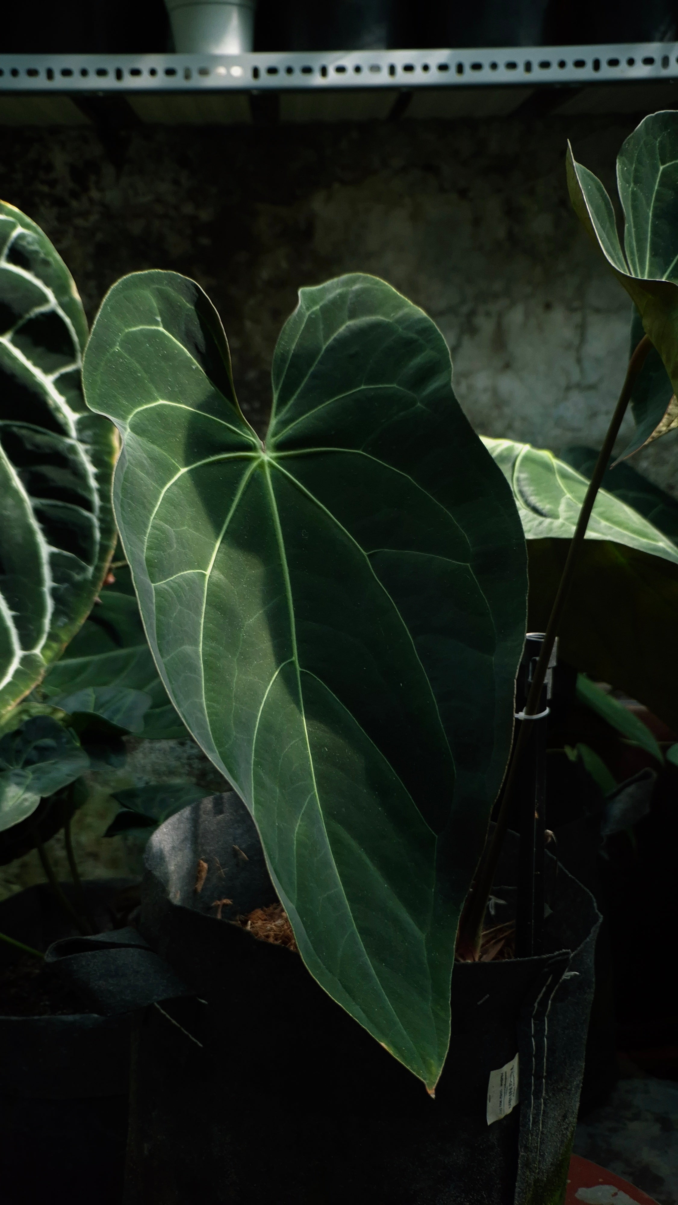 Anthurium ANG 102CLUB: Athena