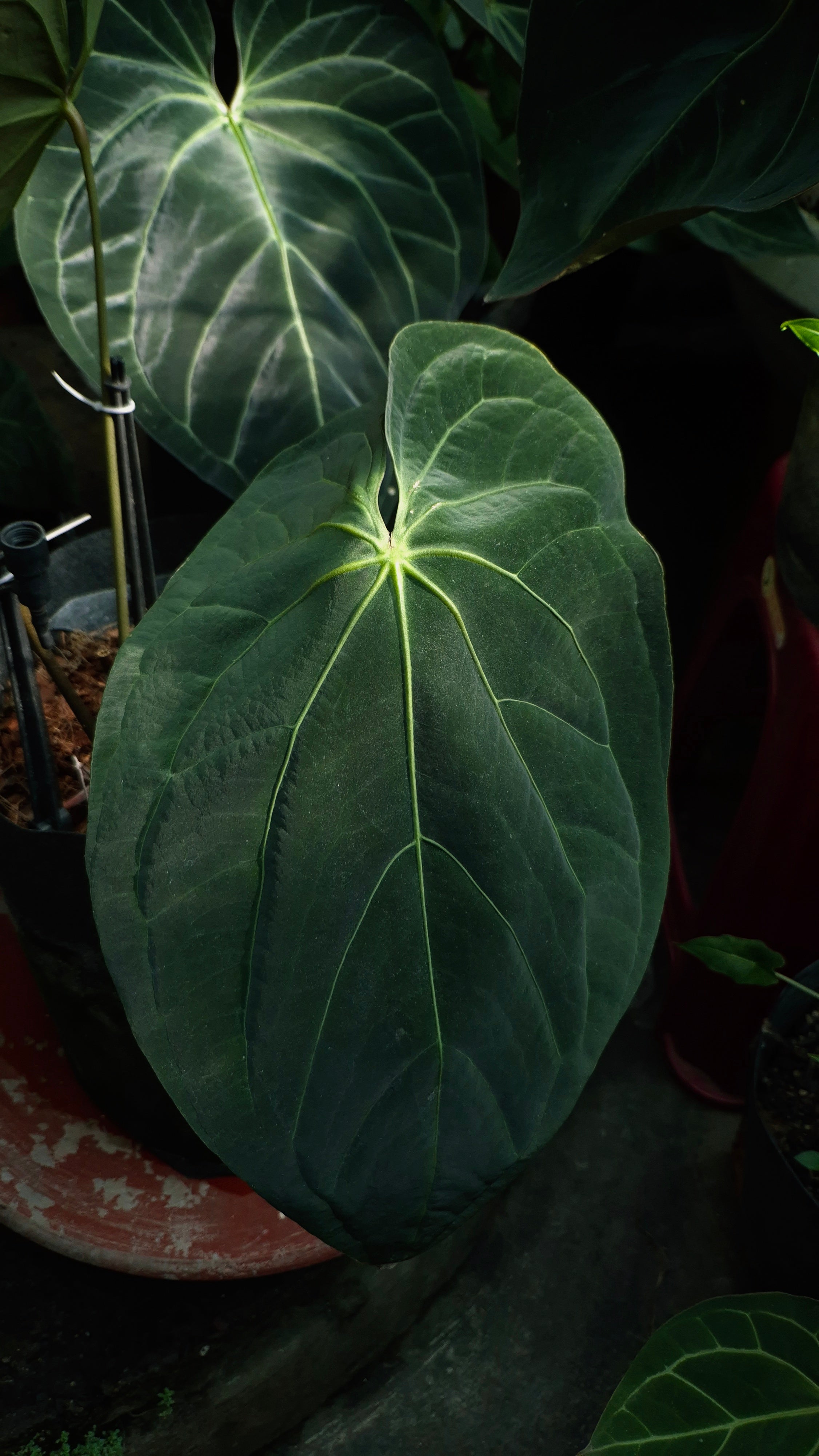 Anthurium ANG 102CLUB: Athena