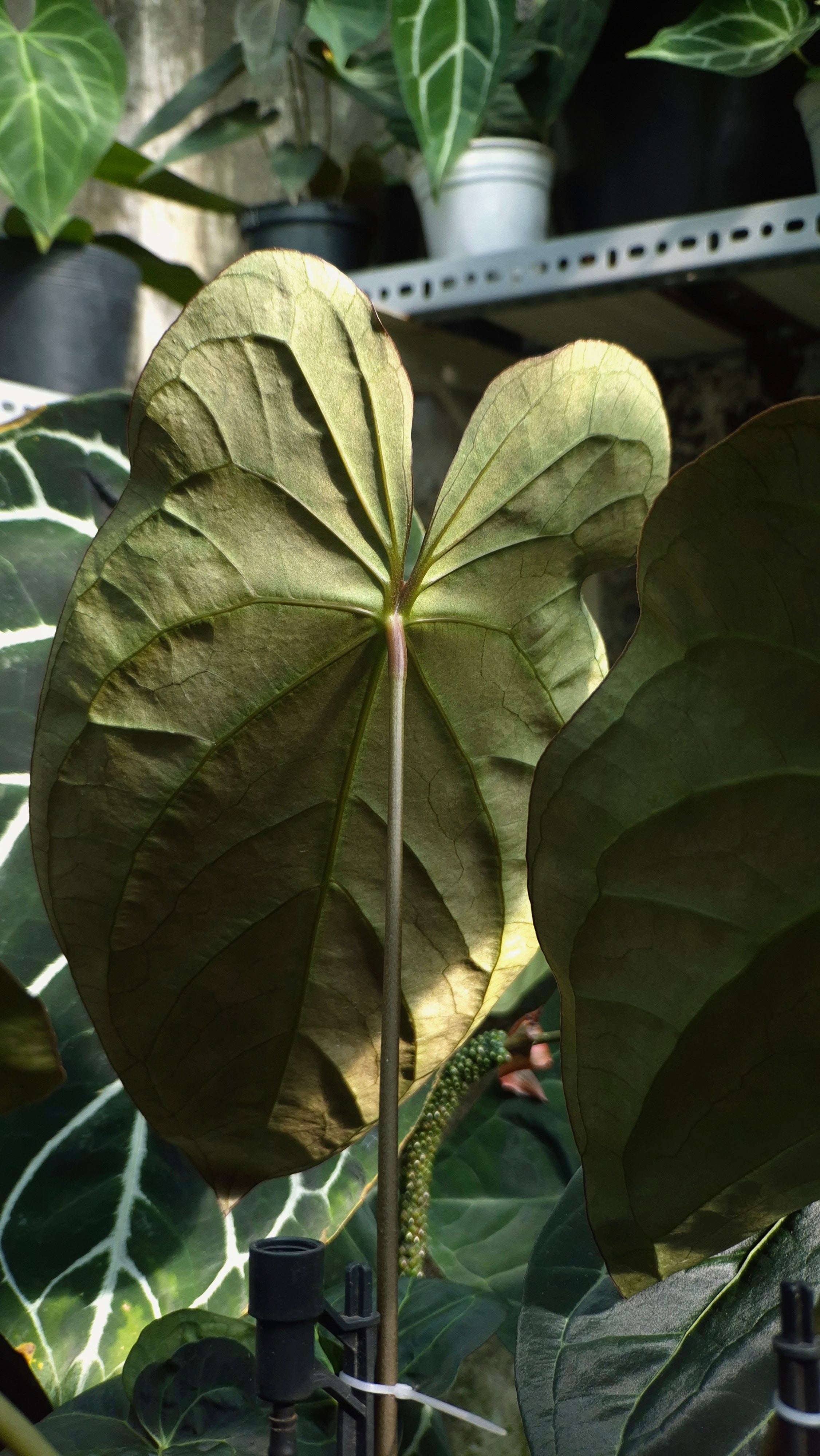 Anthurium ANG 102CLUB: Athena