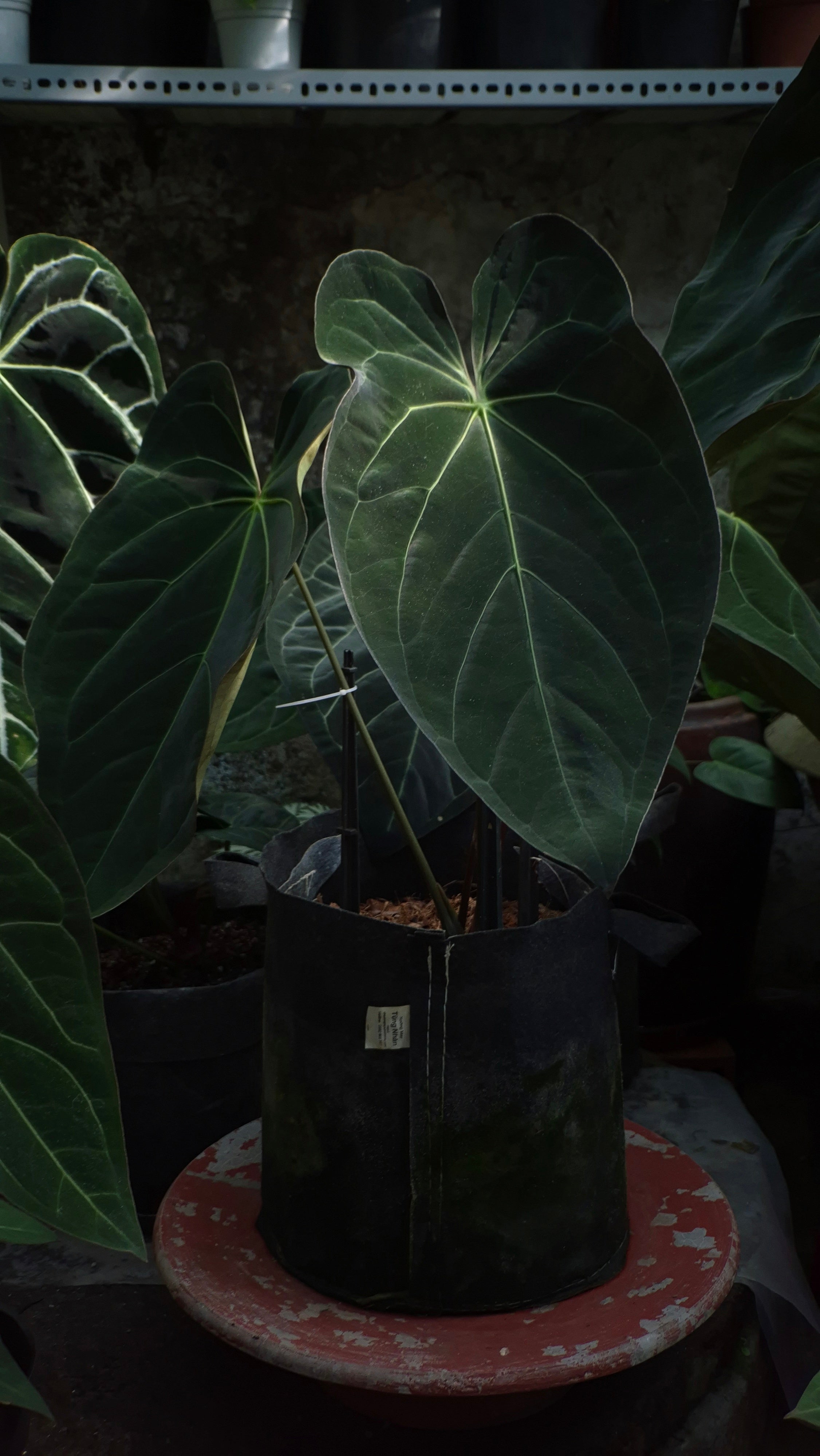 Anthurium ANG 102CLUB: Athena