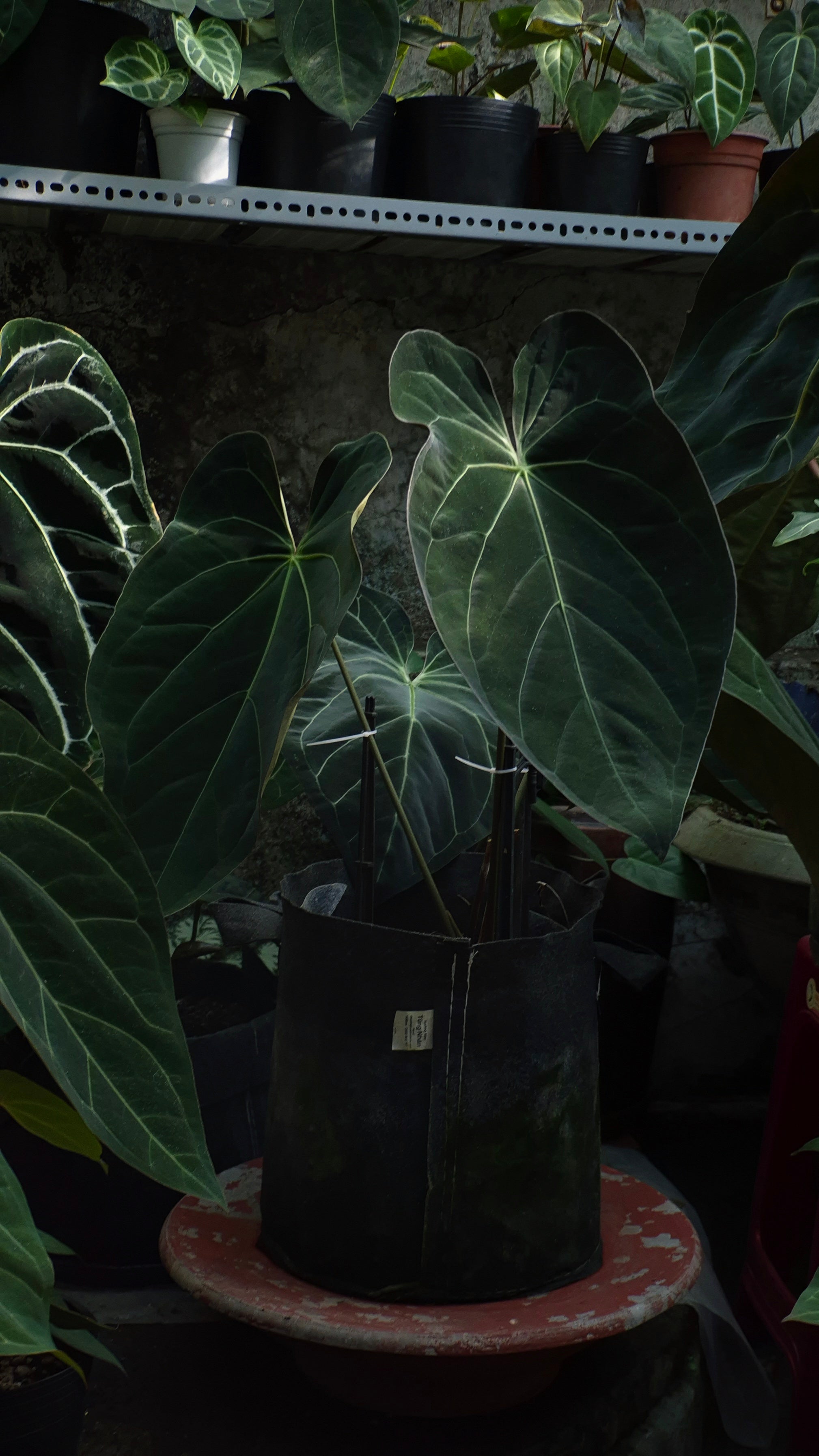 Anthurium ANG 102CLUB: Athena