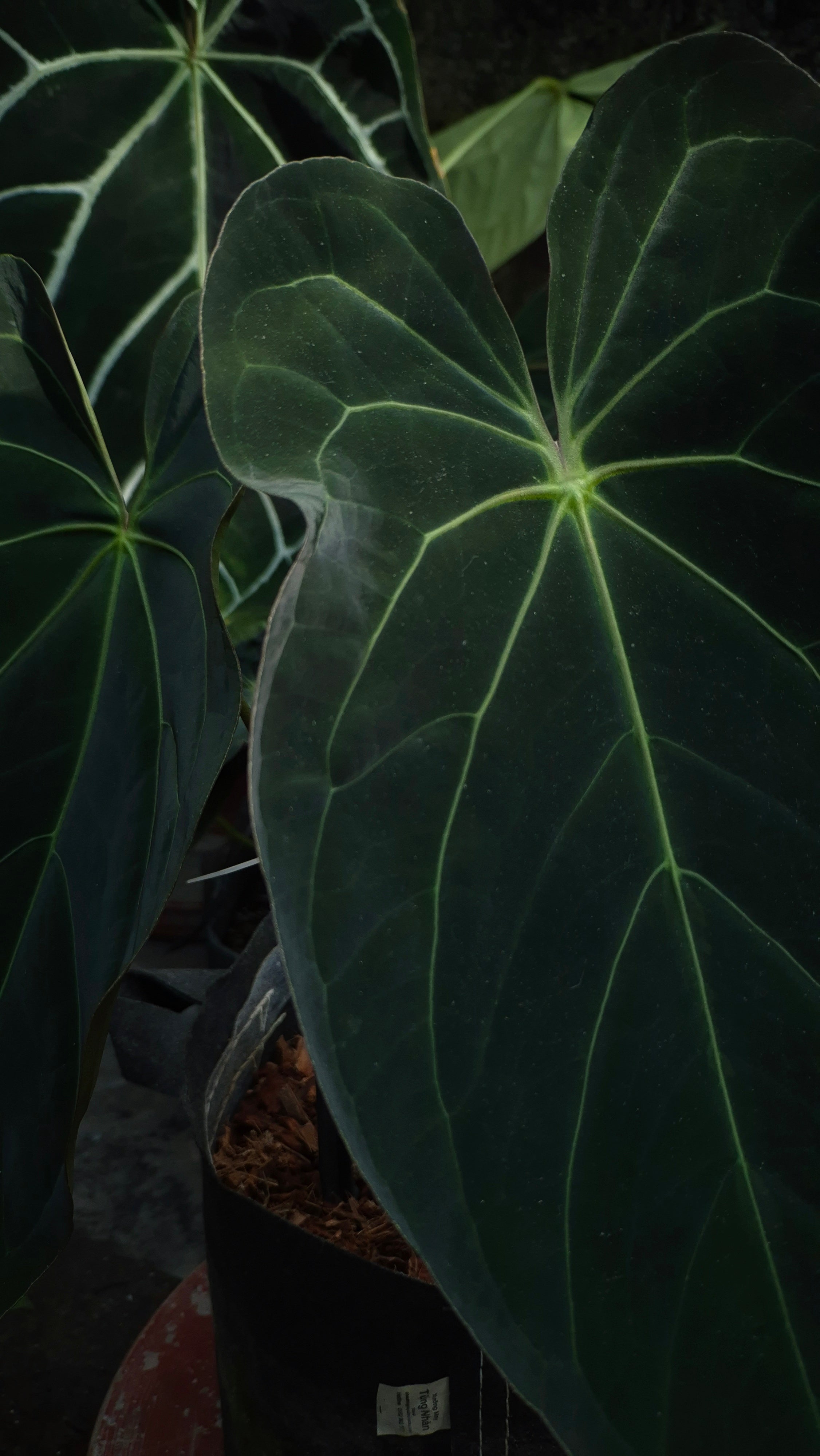 Anthurium ANG 102CLUB: Athena