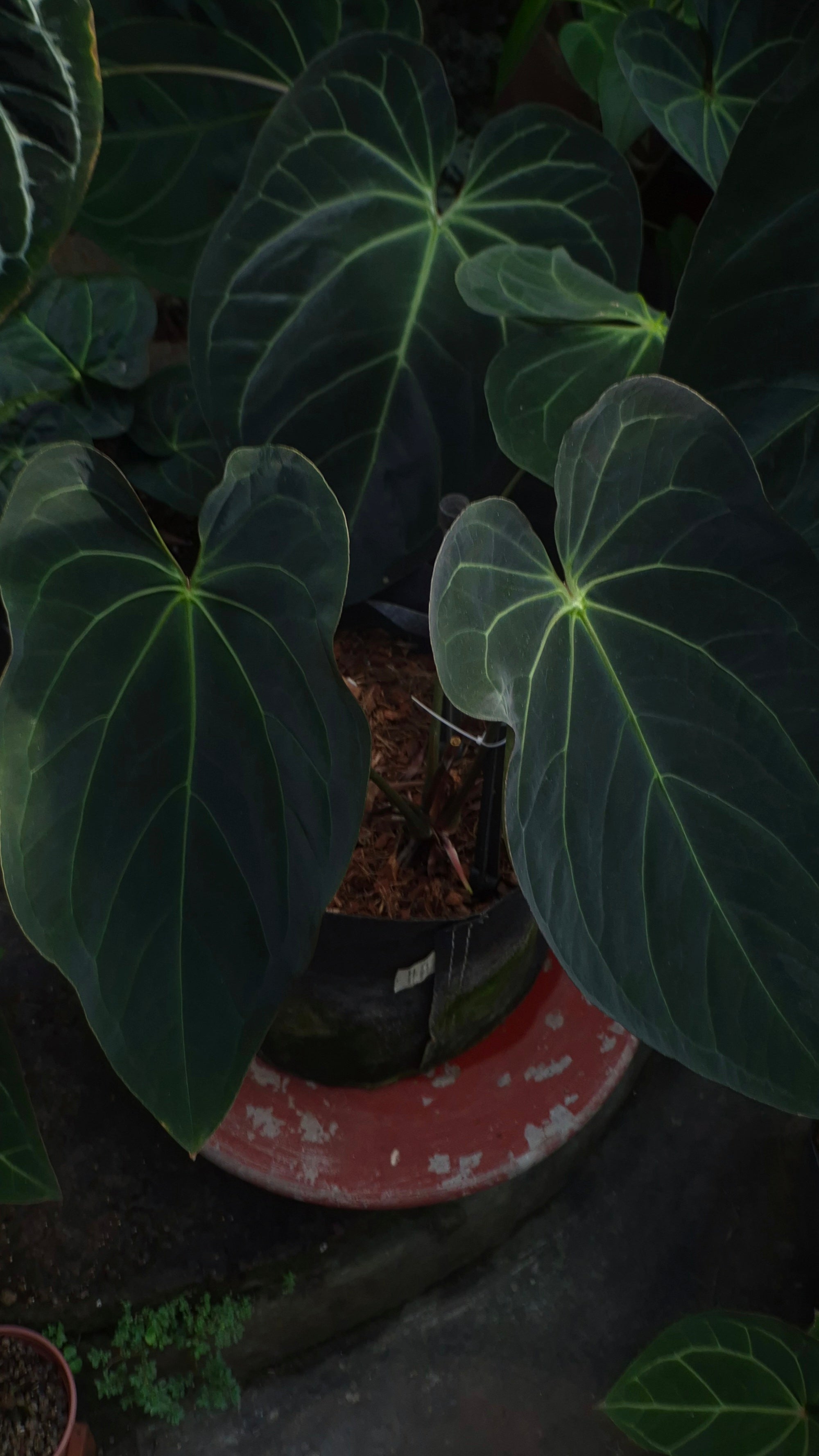 Anthurium ANG 102CLUB: Athena