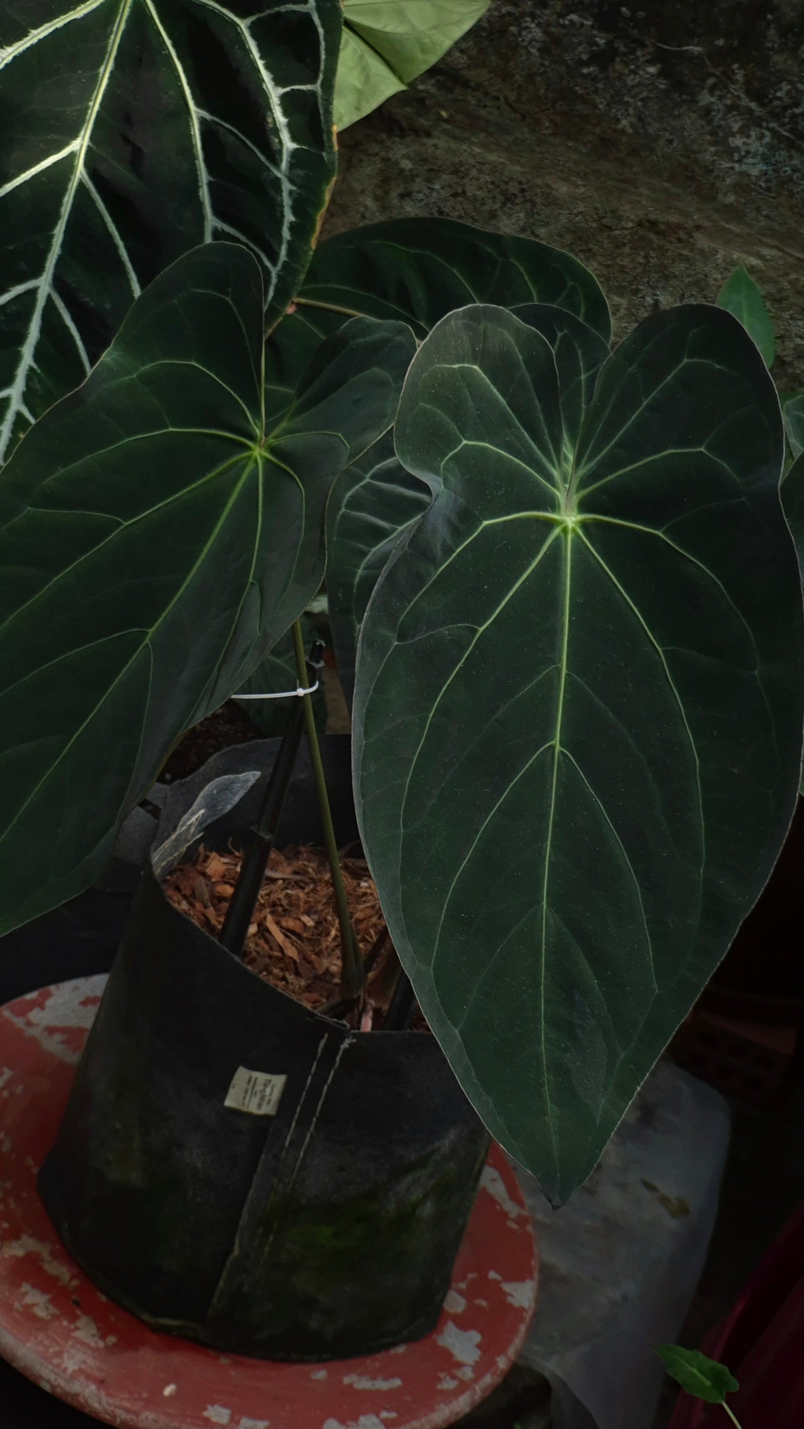 Anthurium ANG 102CLUB: Athena