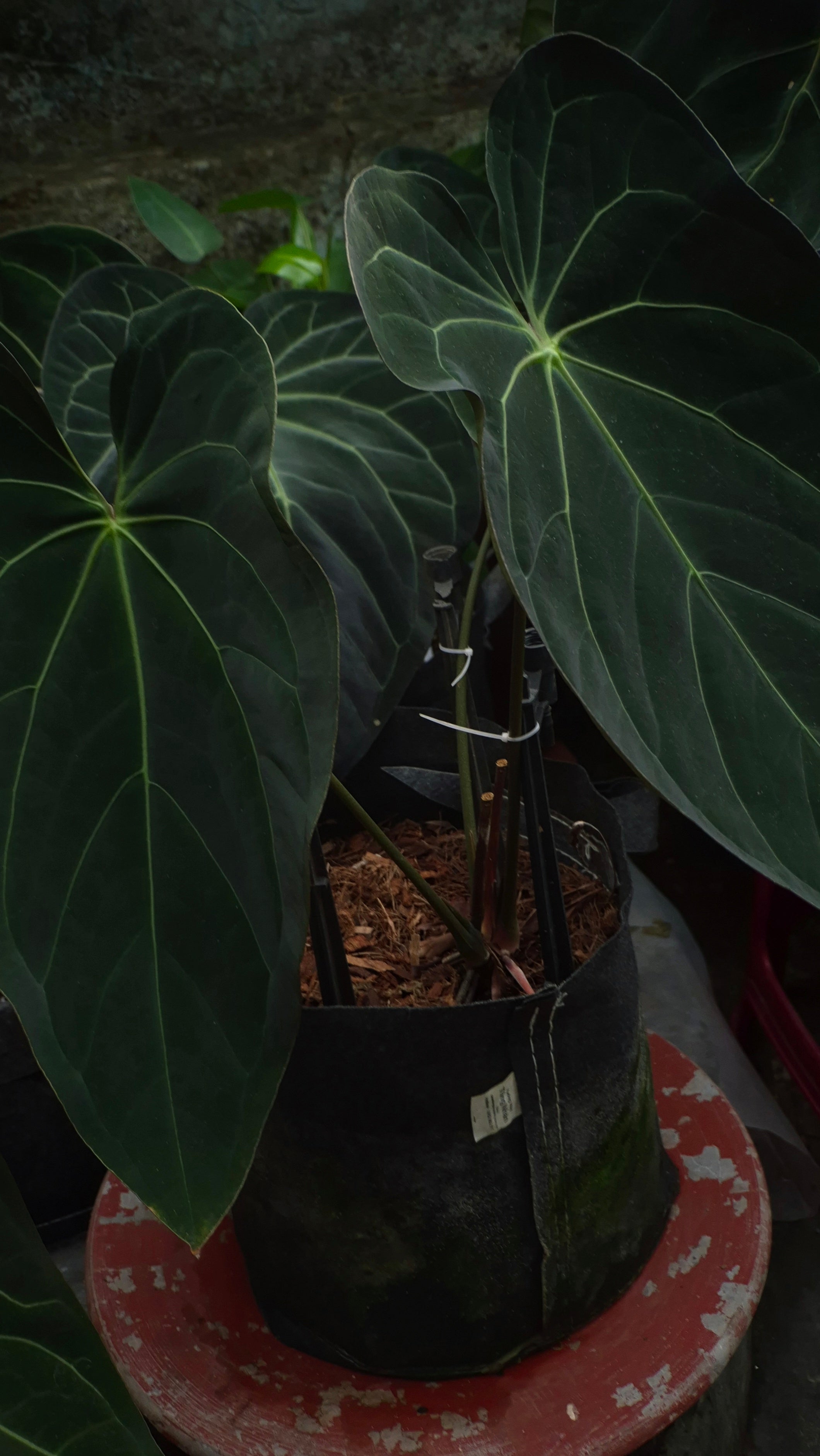 Anthurium ANG 102CLUB: Athena