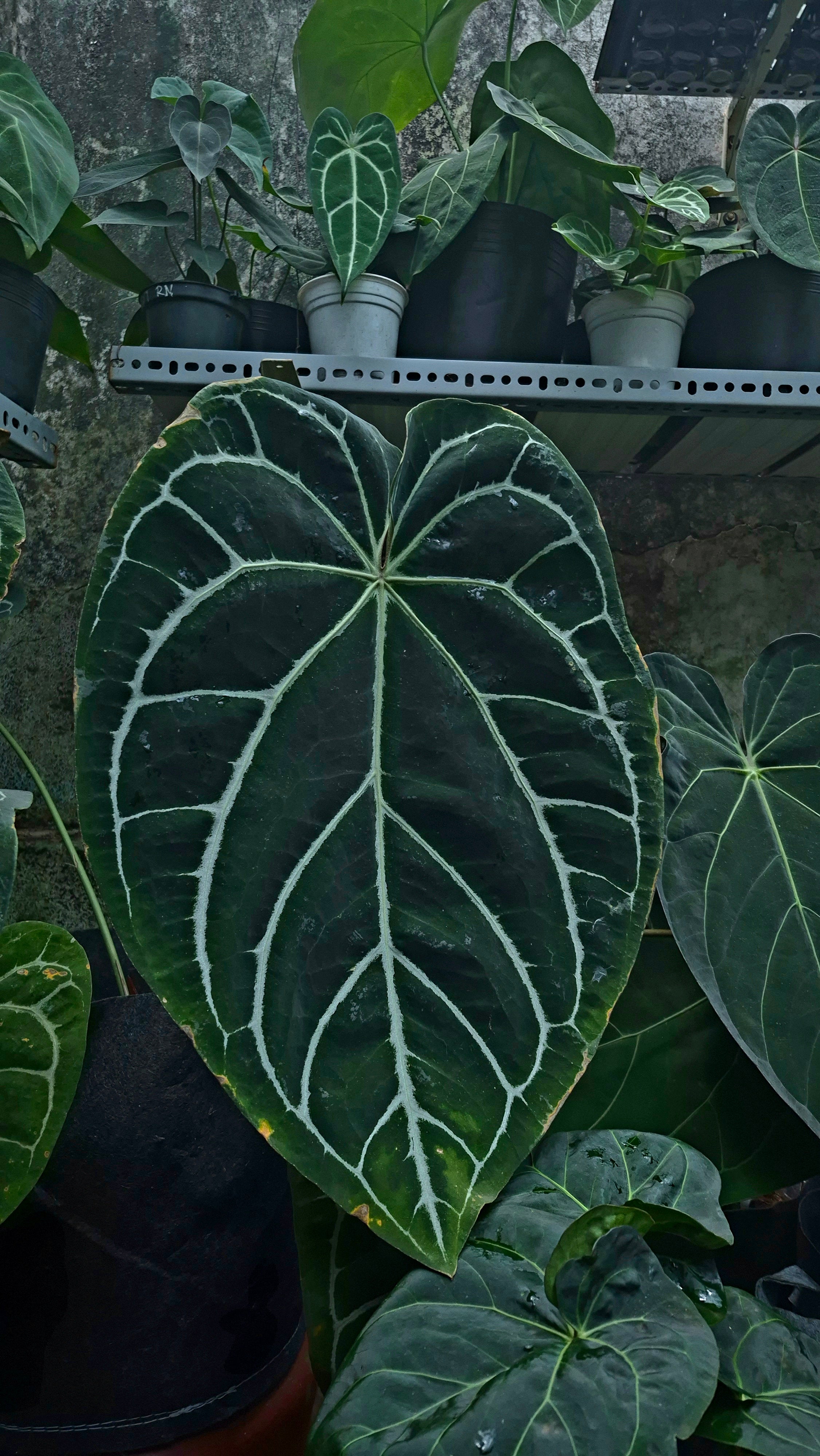 [~60x40cm leaf] Anthurium ANG 1910 Crystallinum Dark Form