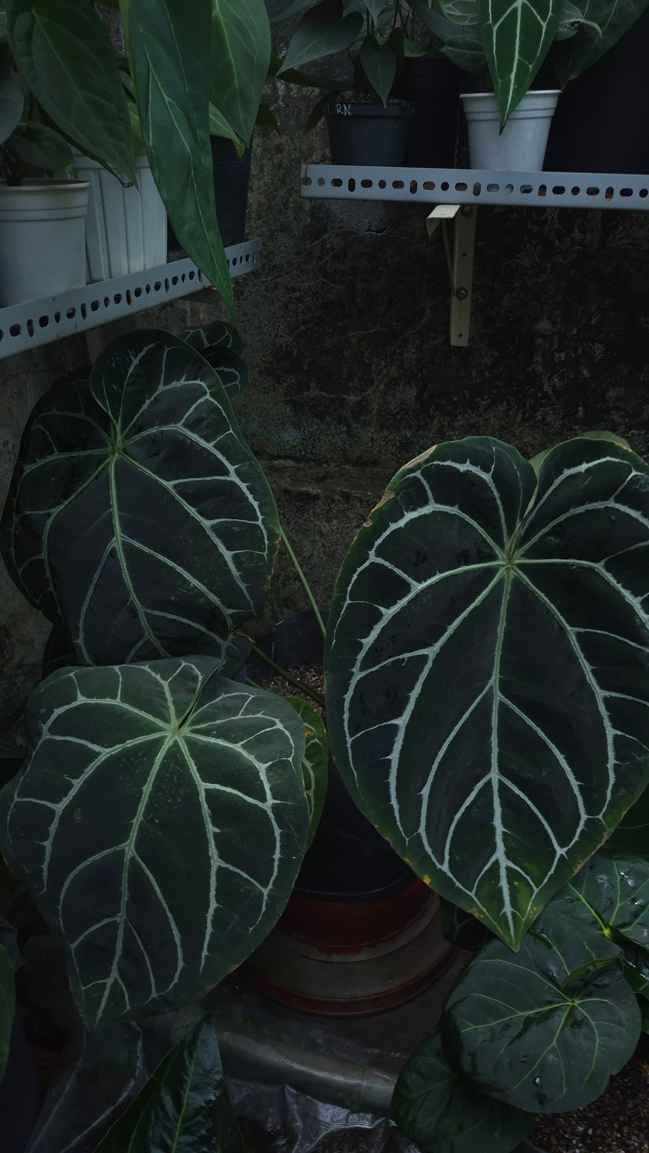 [~60x40cm leaf] Anthurium ANG 1910 Crystallinum Dark Form