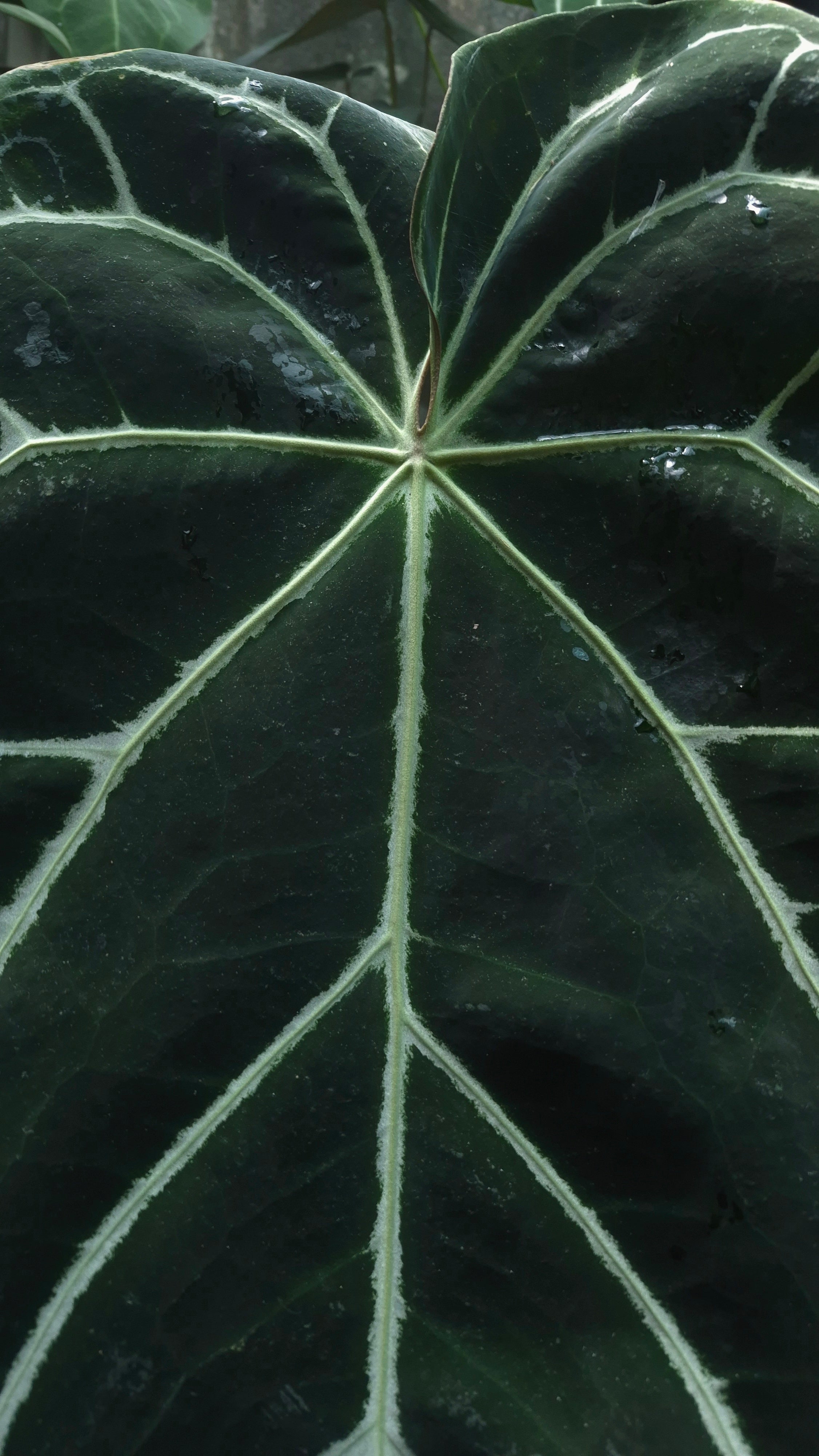 [~60x40cm leaf] Anthurium ANG 1910 Crystallinum Dark Form