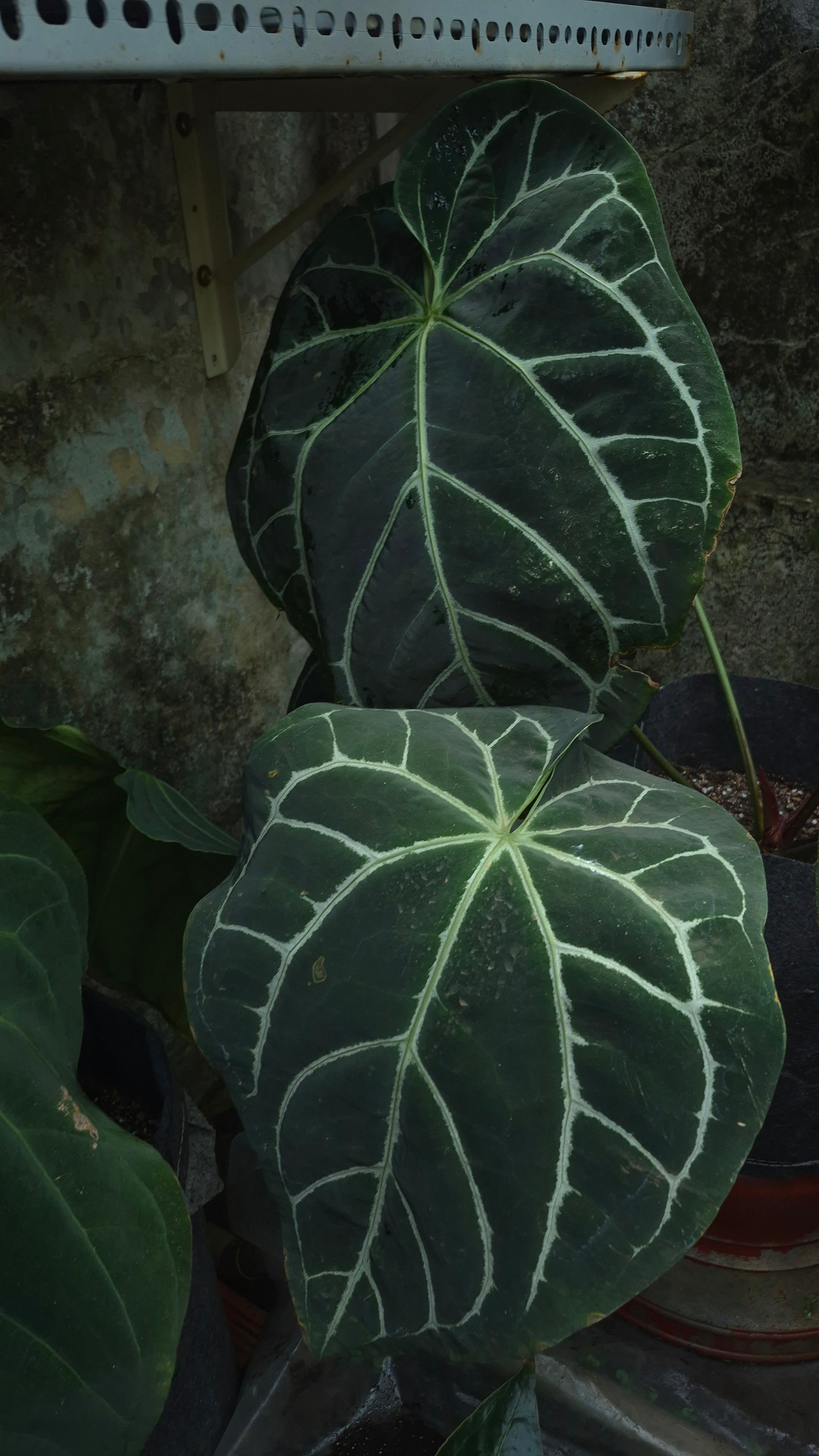 [~60x40cm leaf] Anthurium ANG 1910 Crystallinum Dark Form