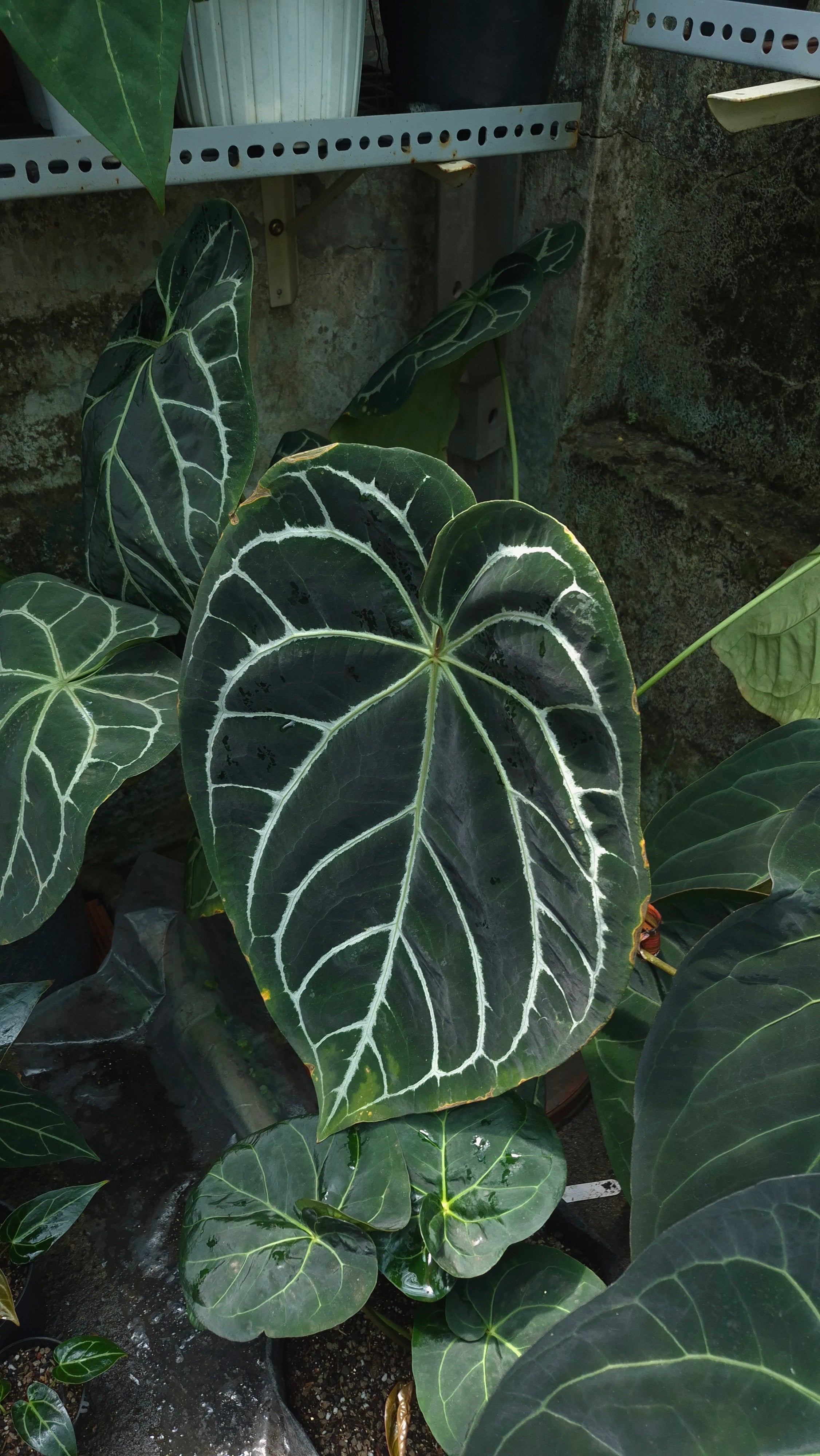 [~60x40cm leaf] Anthurium ANG 1910 Crystallinum Dark Form