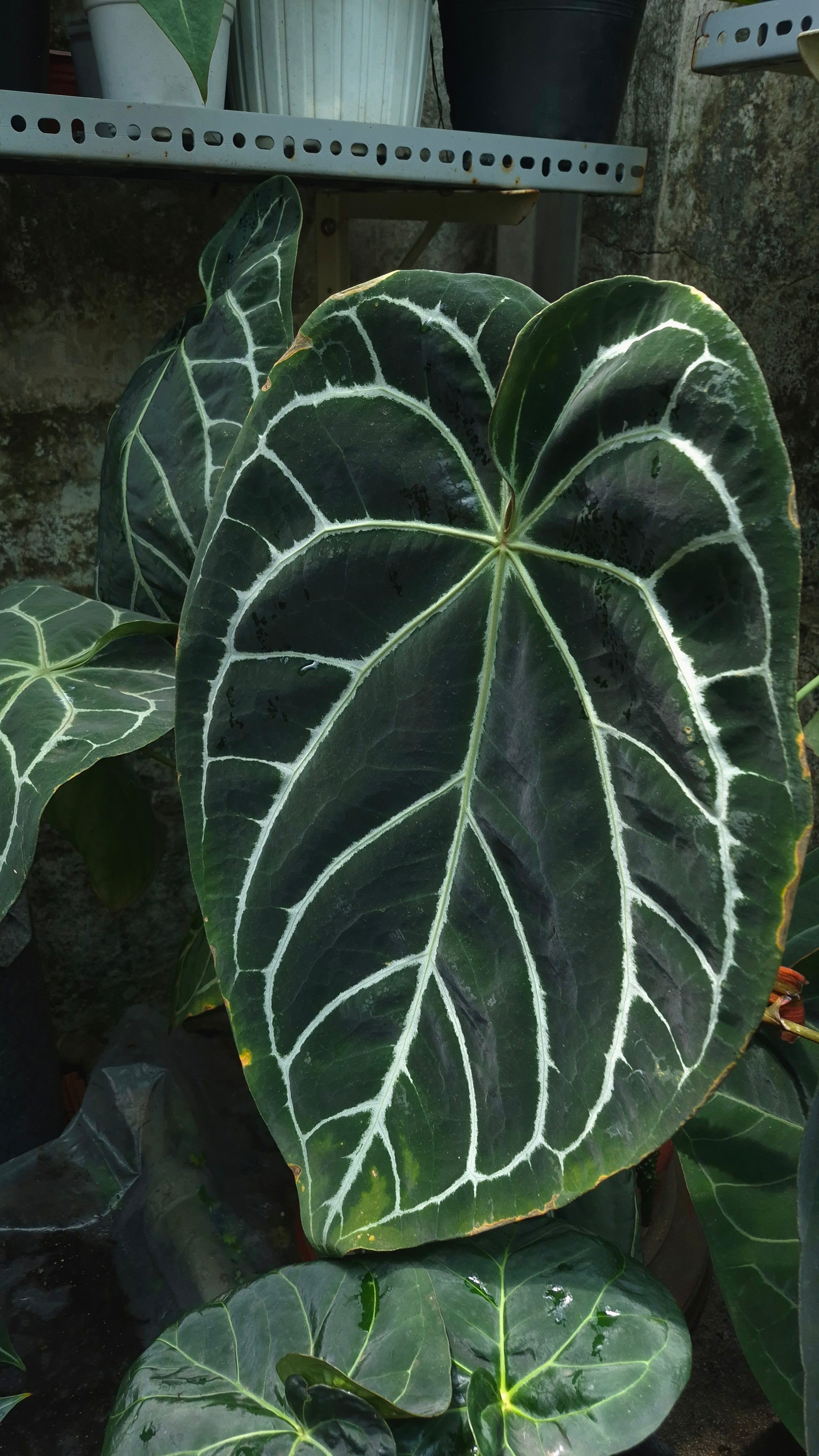 [~60x40cm leaf] Anthurium ANG 1910 Crystallinum Dark Form