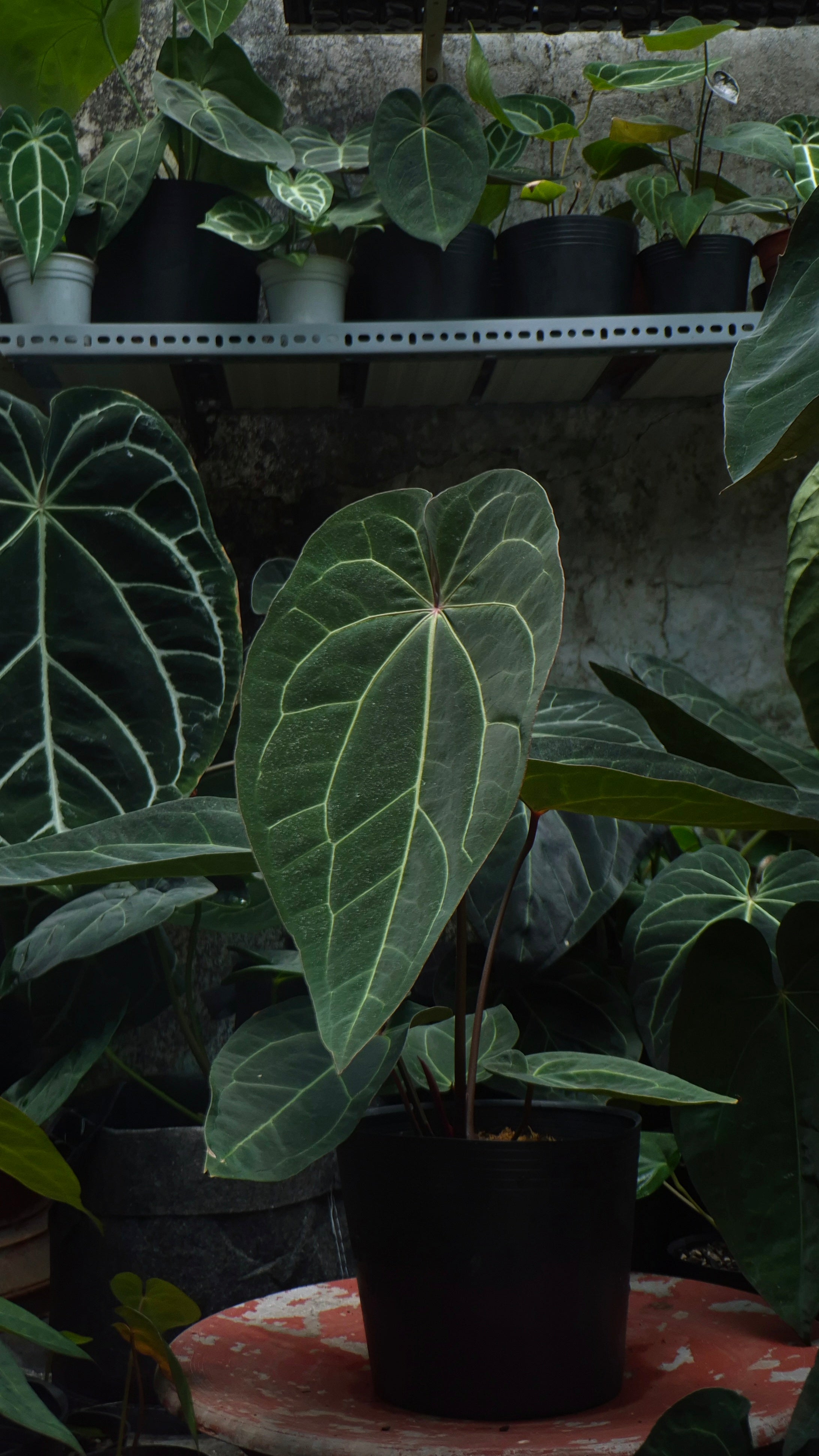 [~50cm leaf] Anthurium ANG 1911