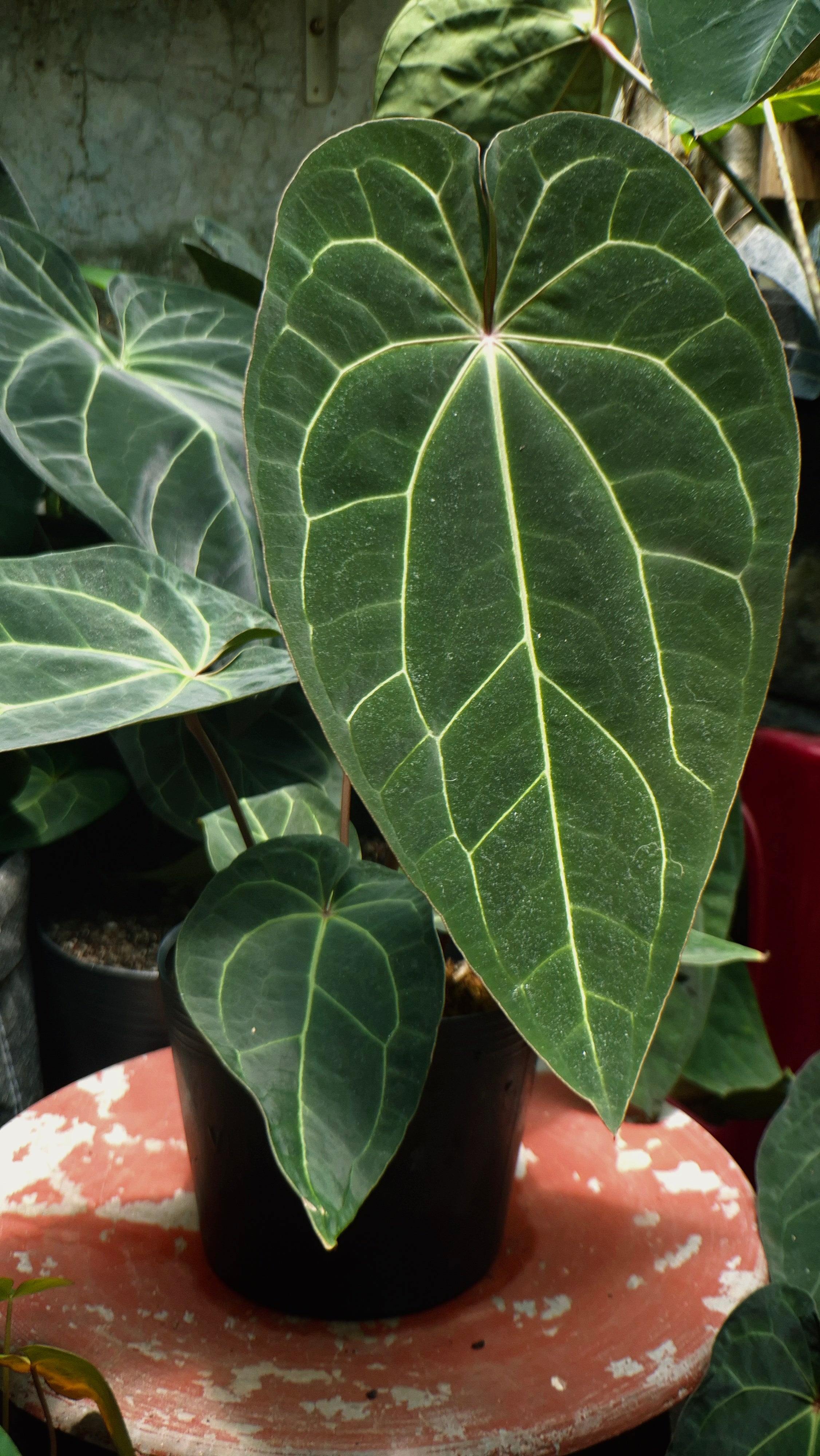 [~50cm leaf] Anthurium ANG 1911