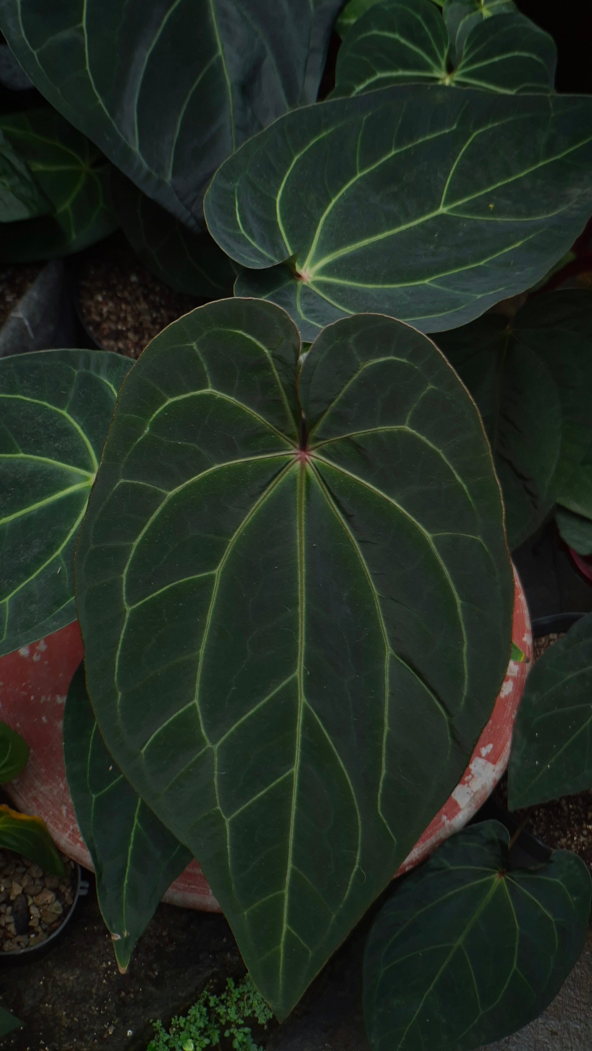 [~50cm leaf] Anthurium ANG 1911