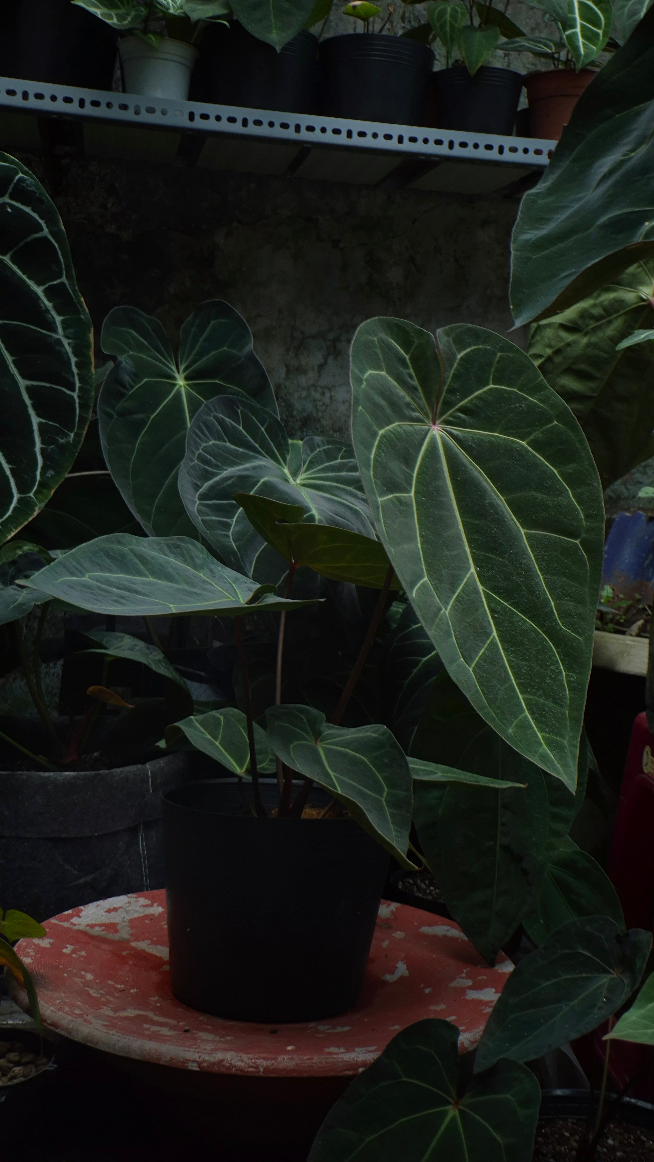 [~50cm leaf] Anthurium ANG 1911