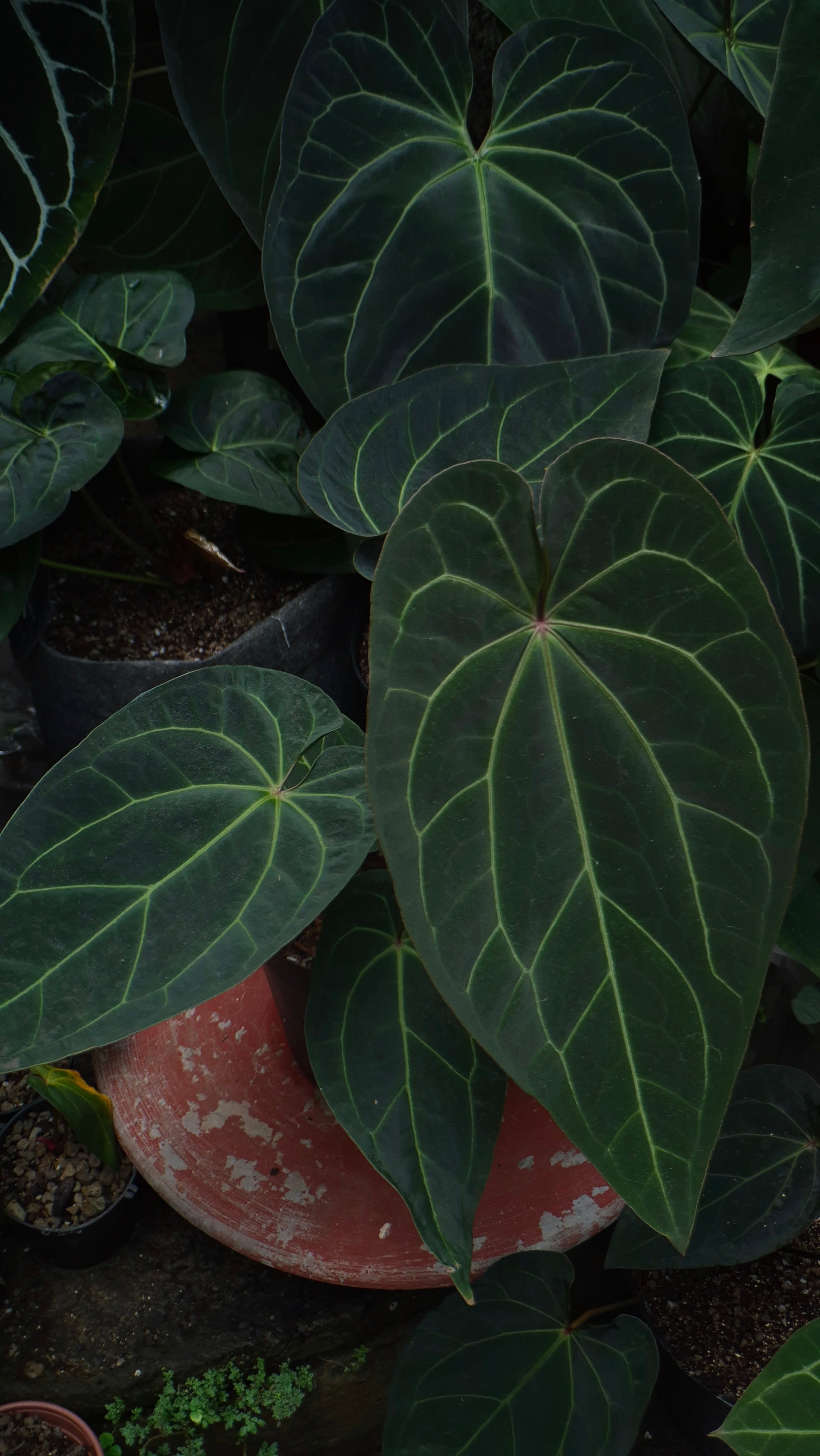 [~50cm leaf] Anthurium ANG 1911