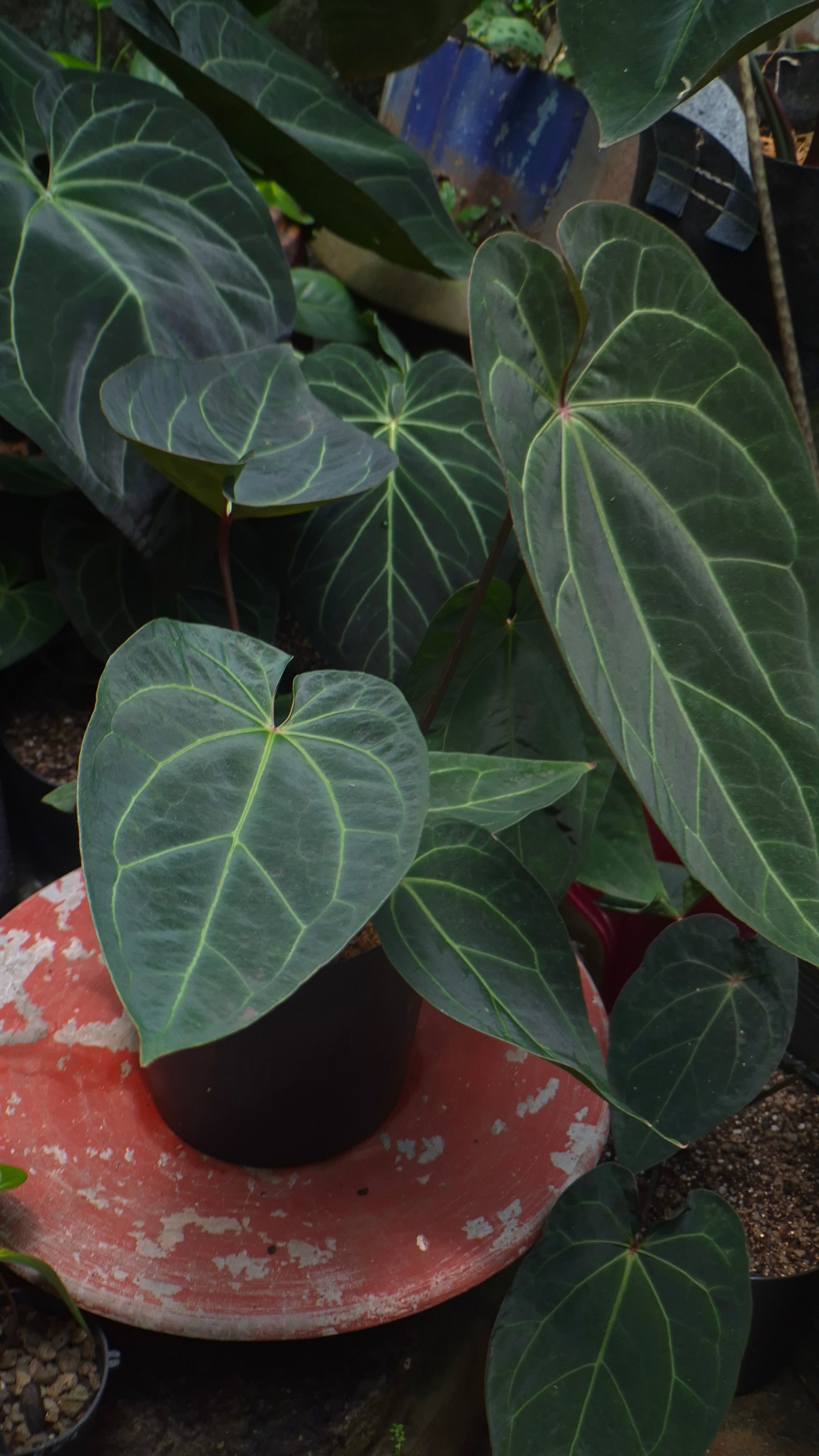 [~50cm leaf] Anthurium ANG 1911