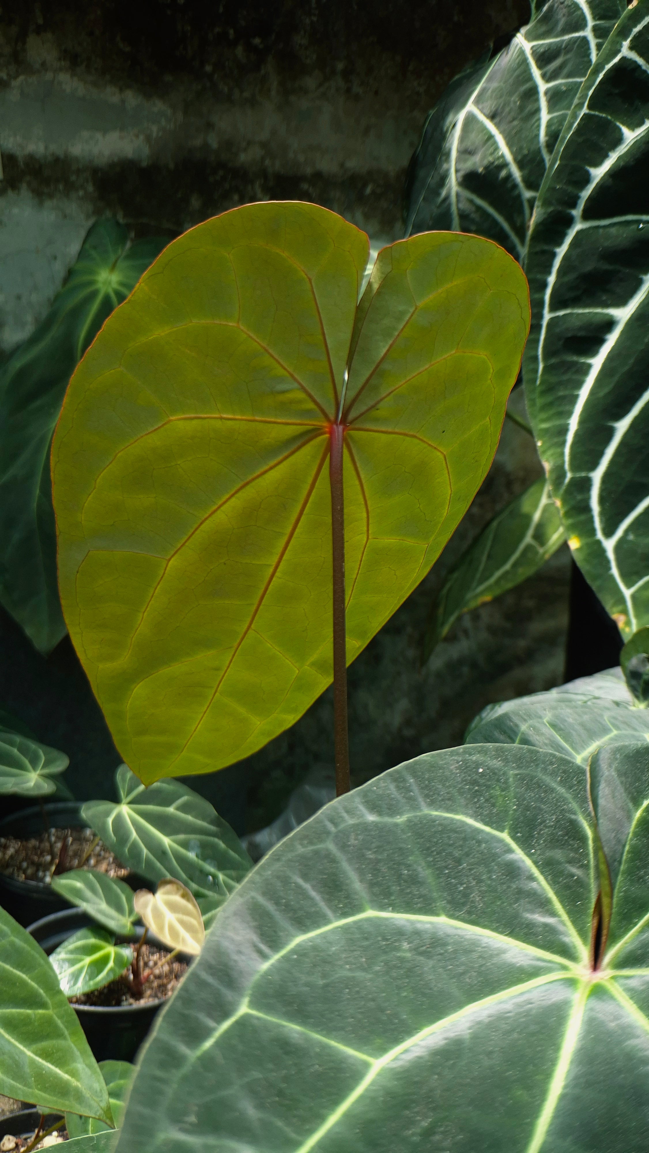 [~50cm leaf] Anthurium ANG 1911