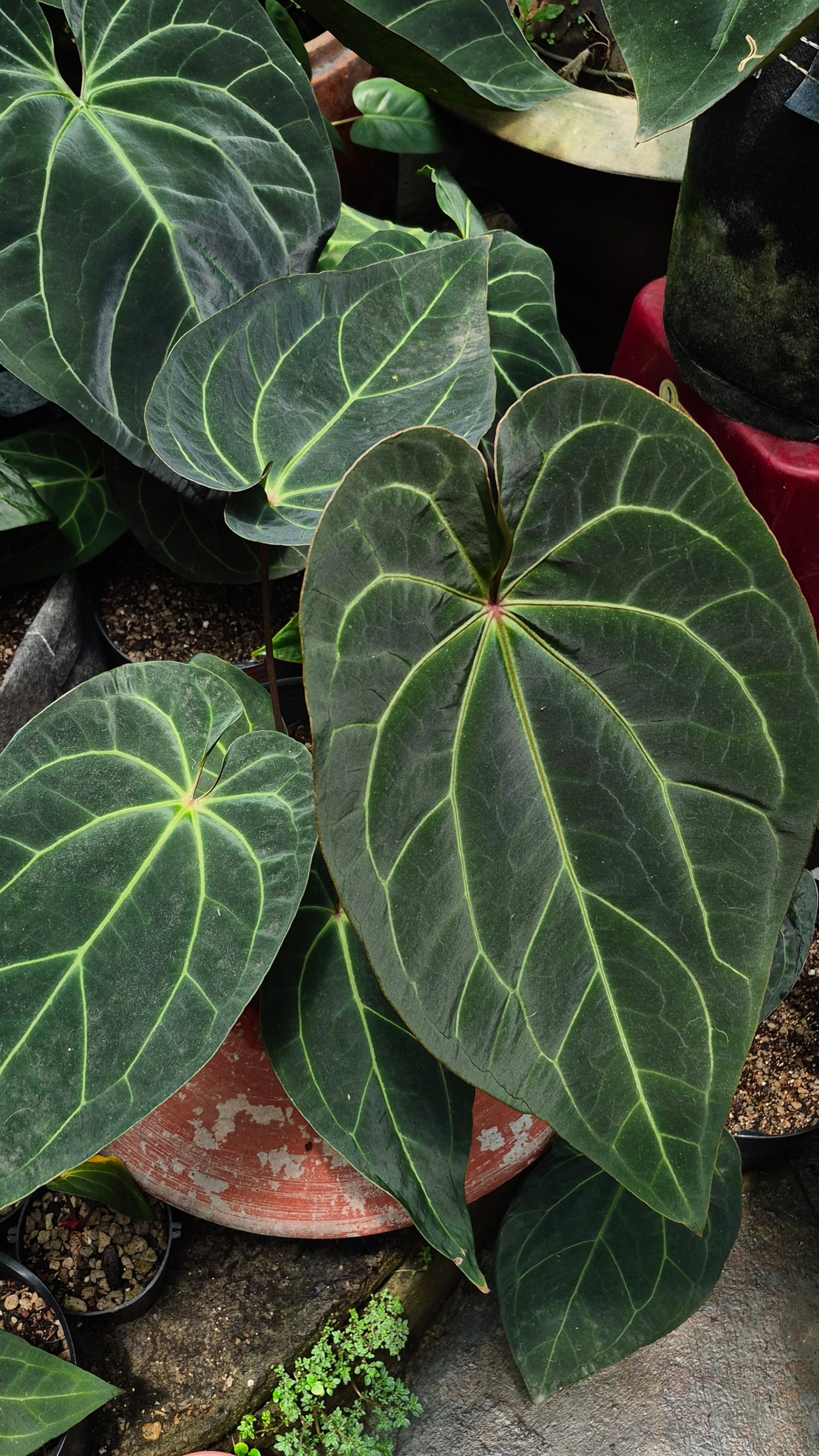 [~50cm leaf] Anthurium ANG 1911