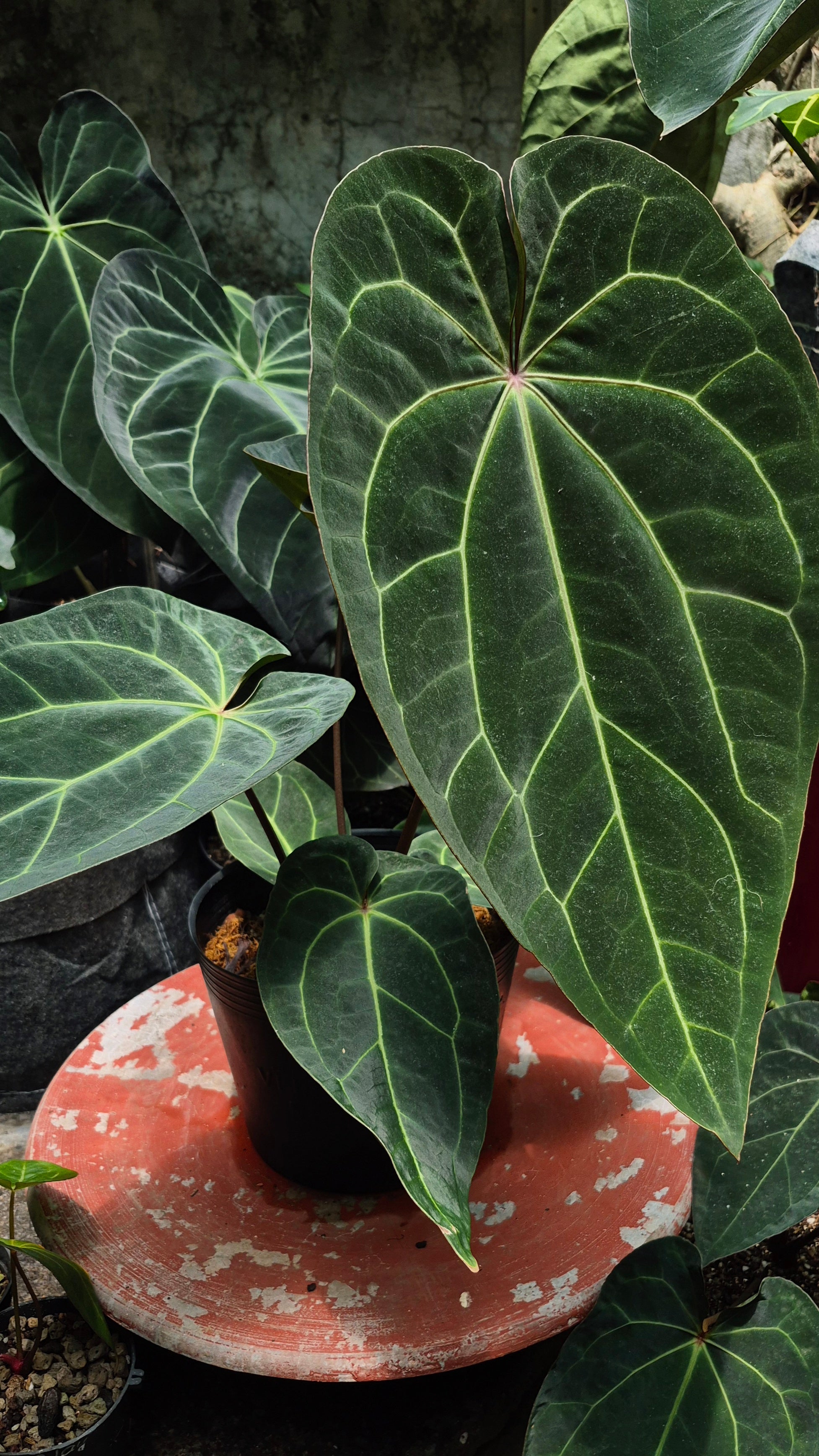 [~50cm leaf] Anthurium ANG 1911