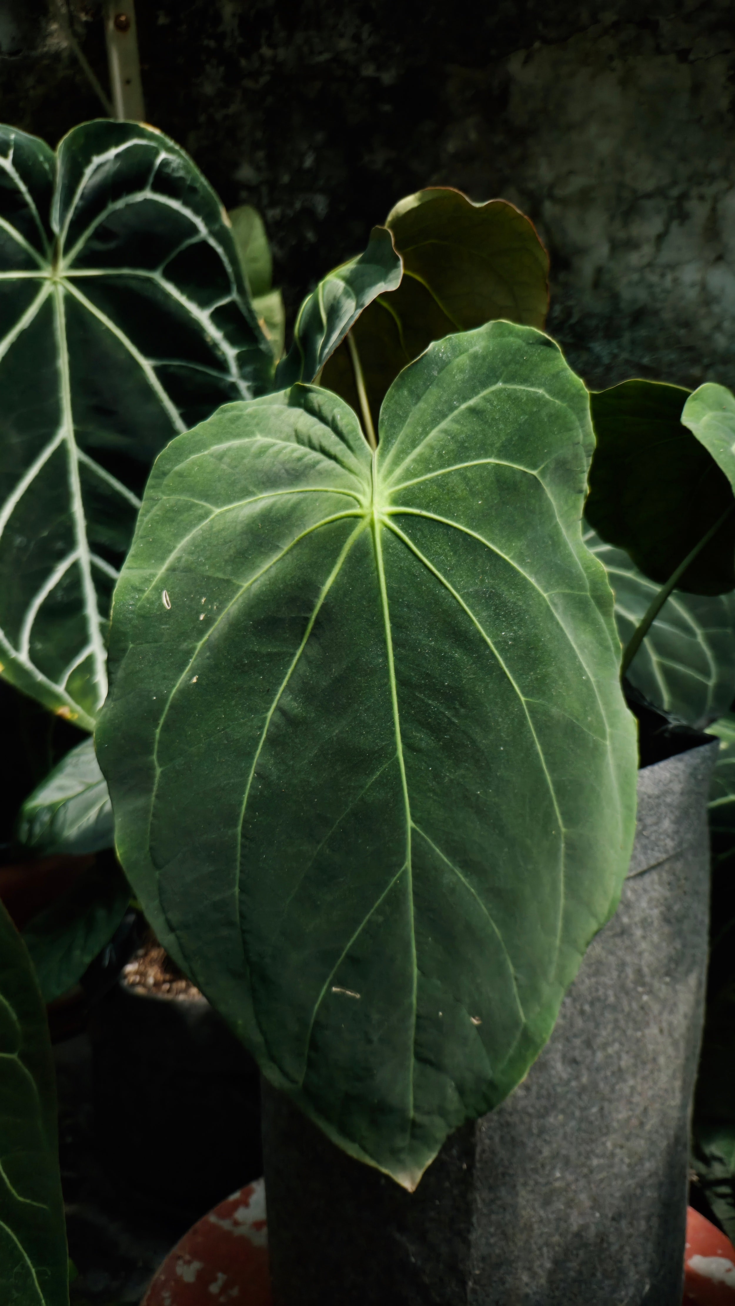 Anthurium ANG 102CLUB: Hera