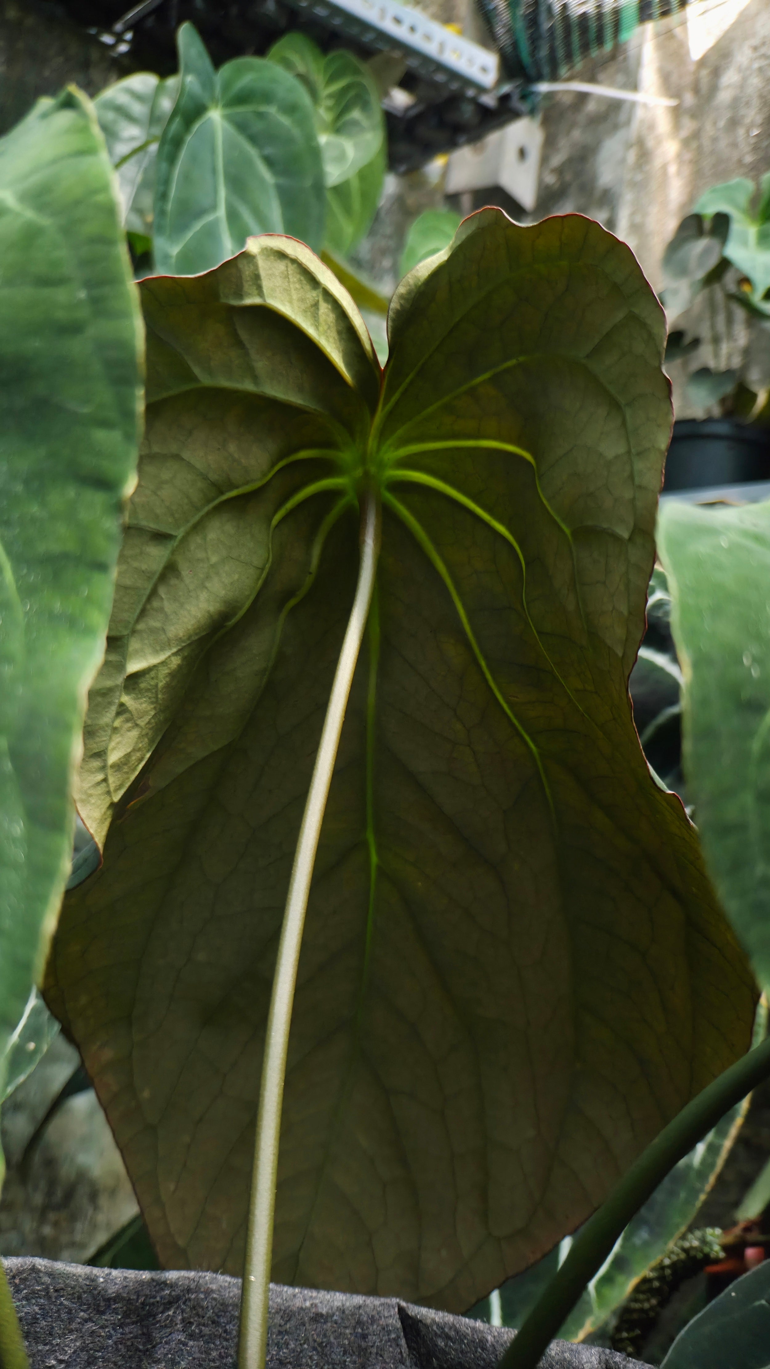 Anthurium ANG 102CLUB: Hera