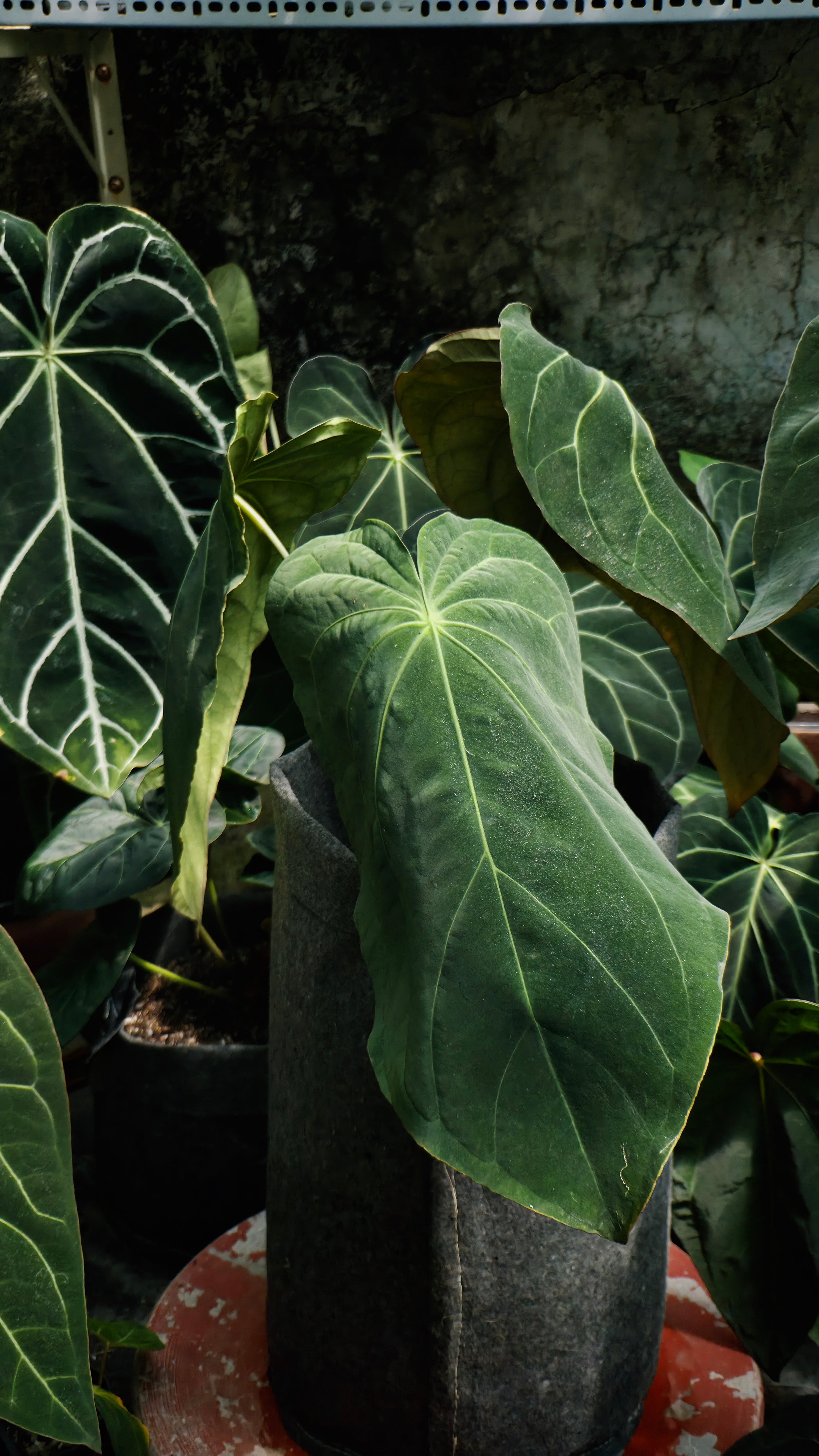 Anthurium ANG 102CLUB: Hera