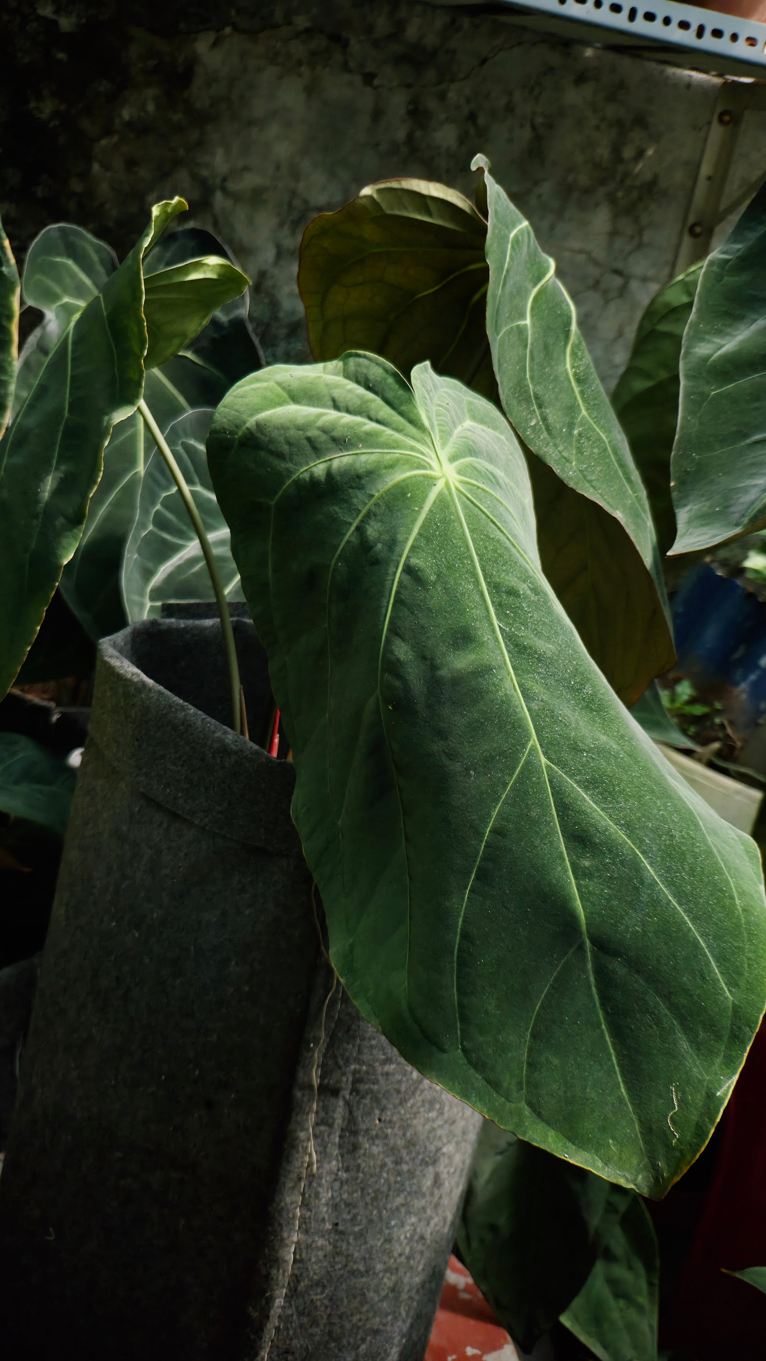 Anthurium ANG 102CLUB: Hera
