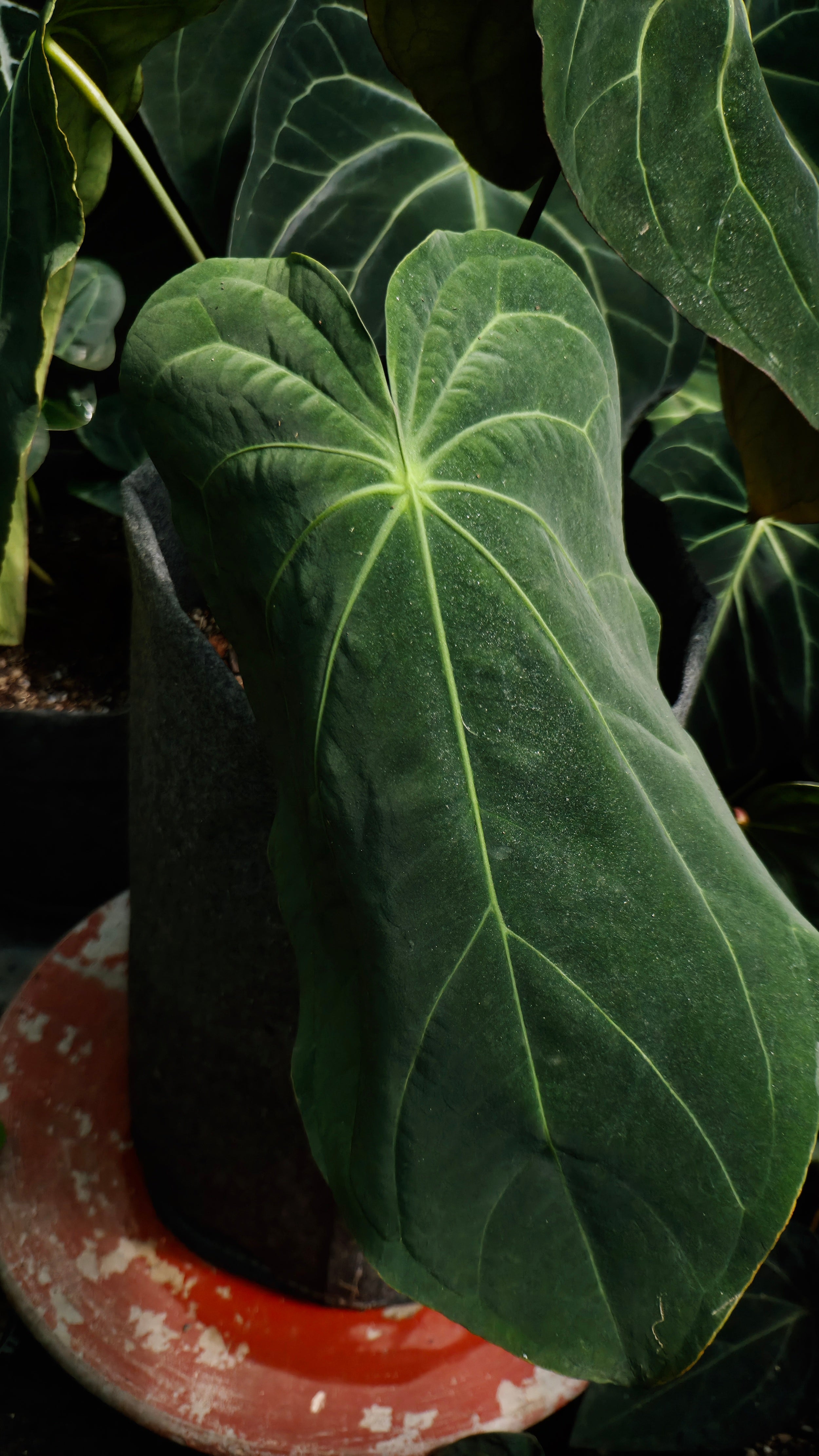 Anthurium ANG 102CLUB: Hera