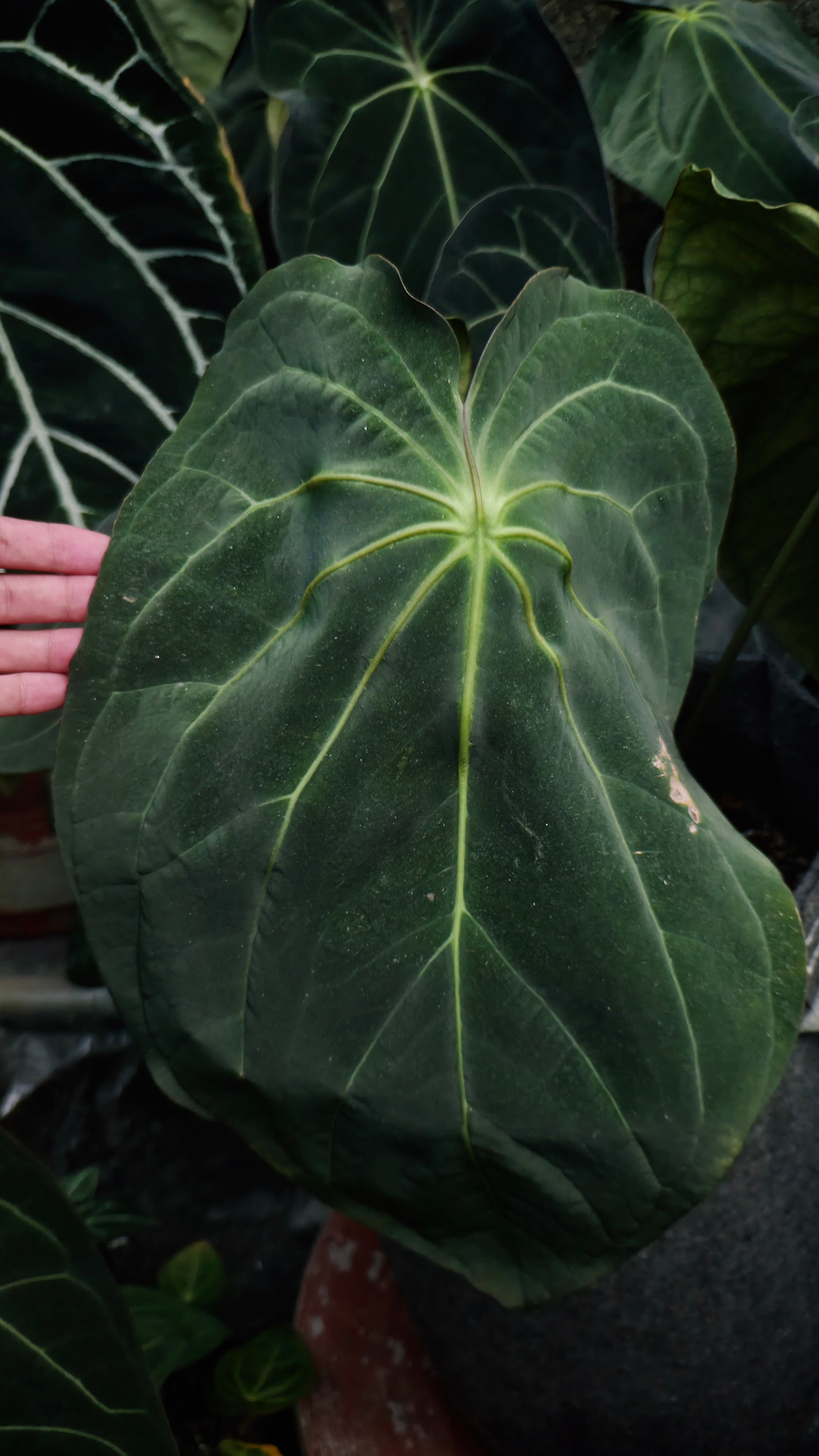 Anthurium ANG 102CLUB: Hera