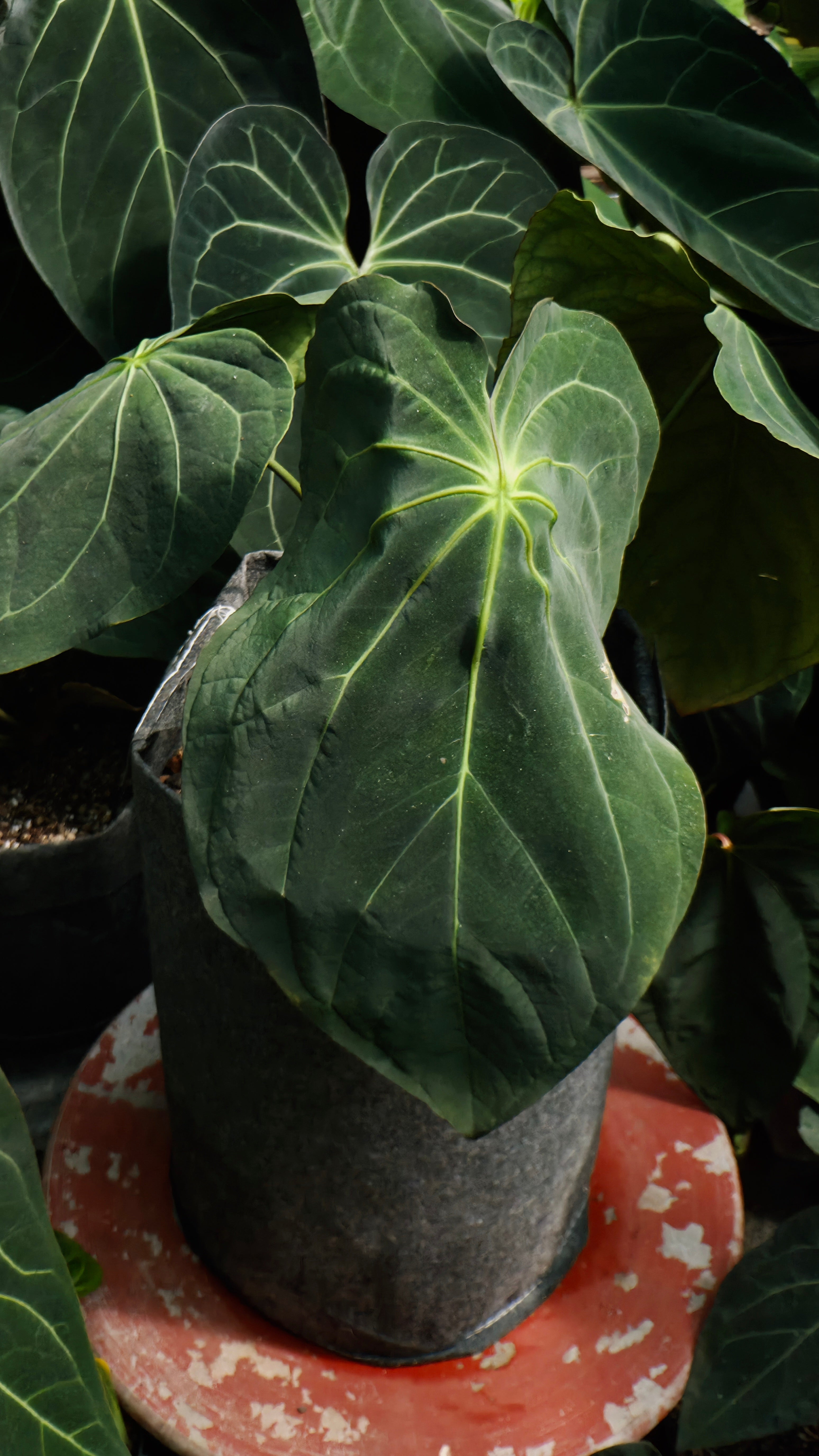Anthurium ANG 102CLUB: Hera