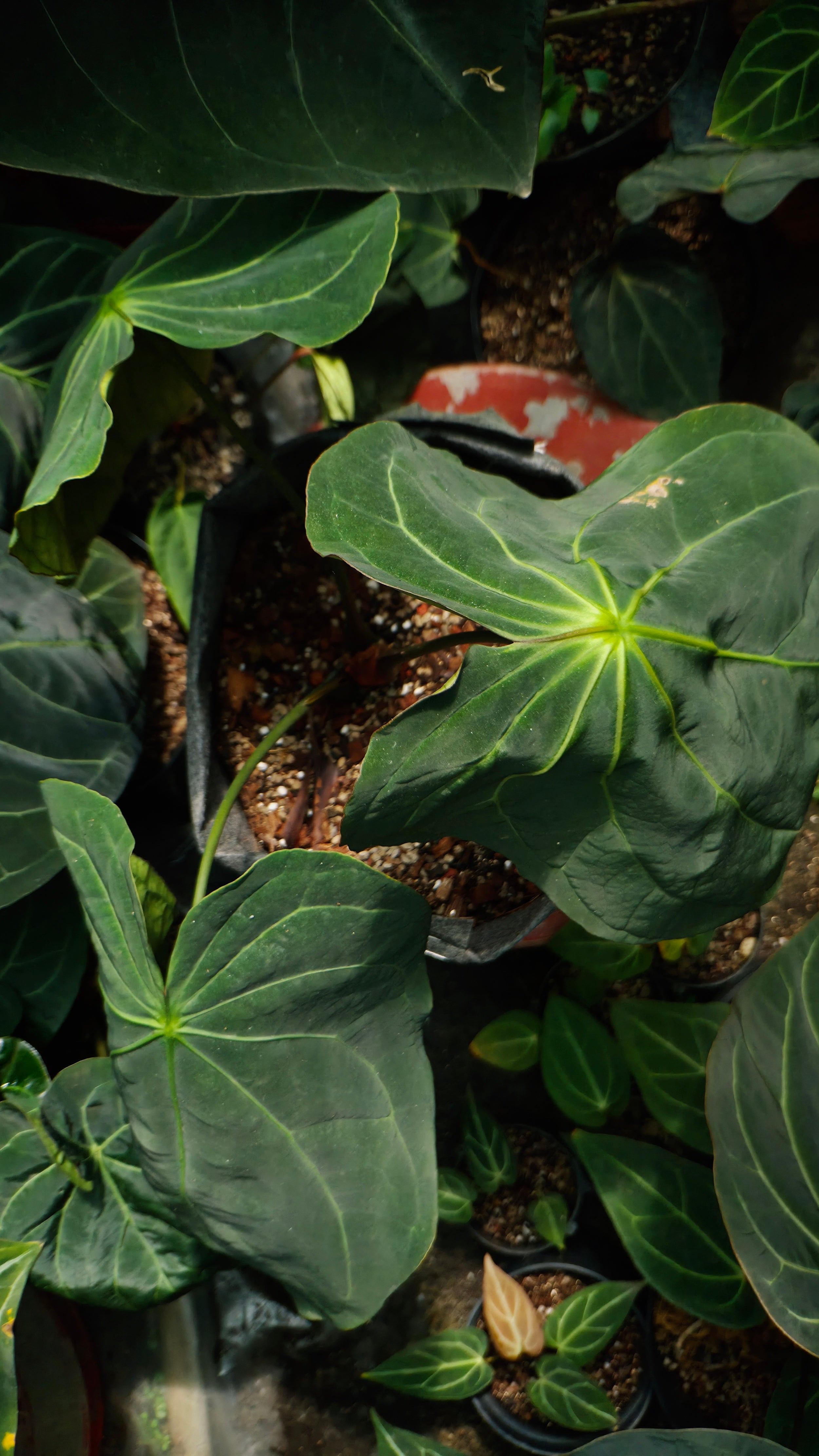 Anthurium ANG 102CLUB: Hera