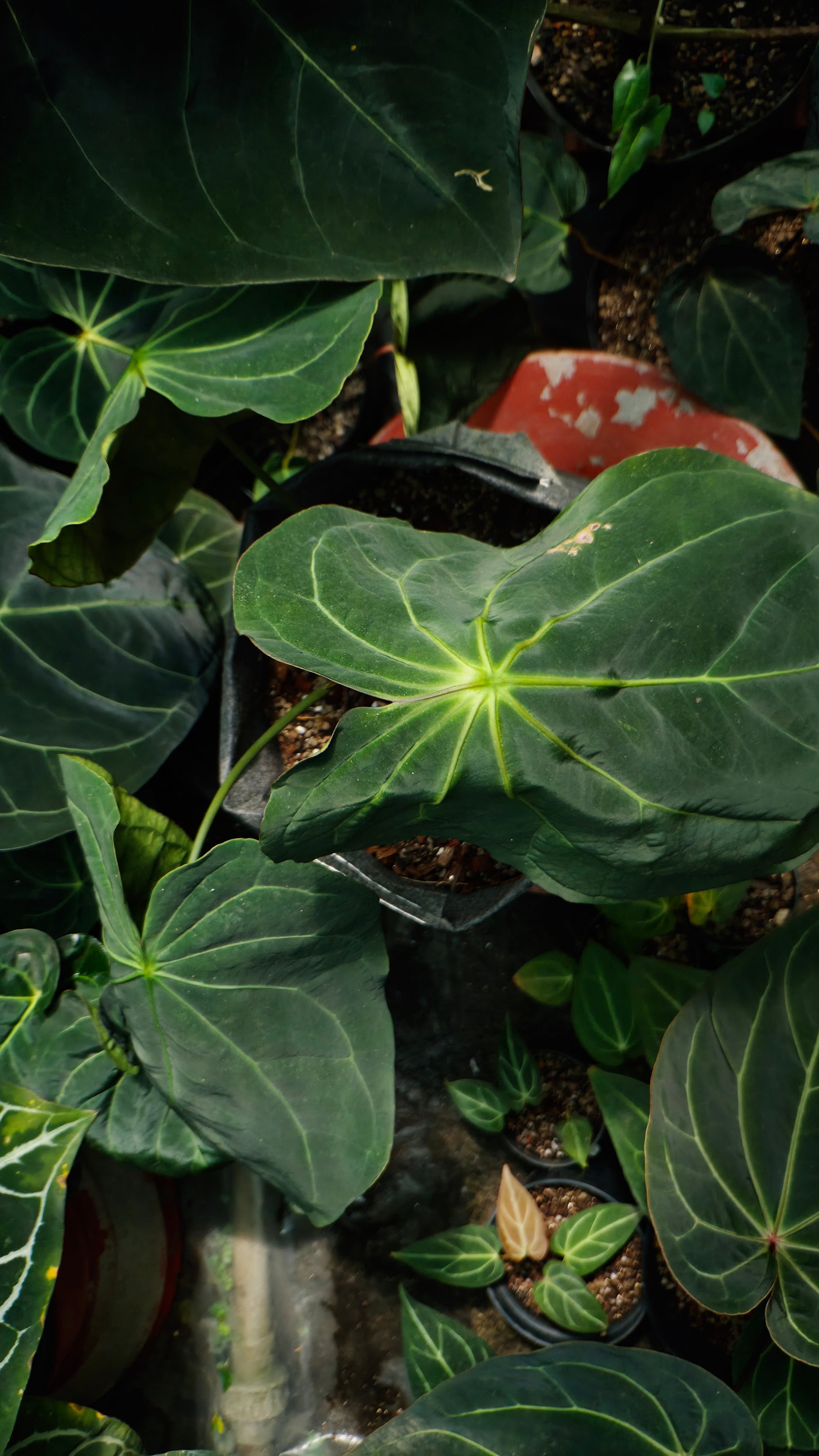 Anthurium ANG 102CLUB: Hera