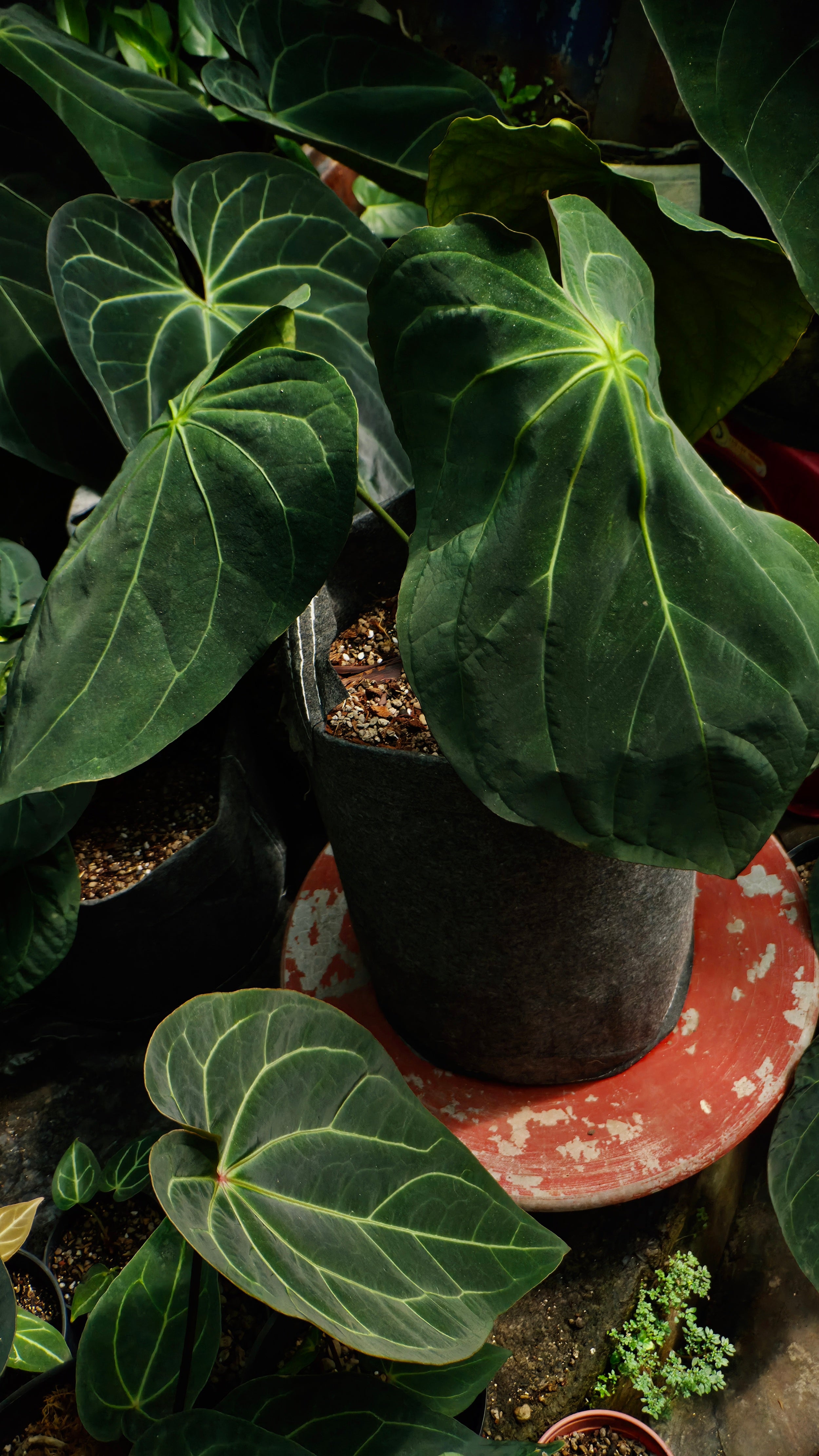 Anthurium ANG 102CLUB: Hera