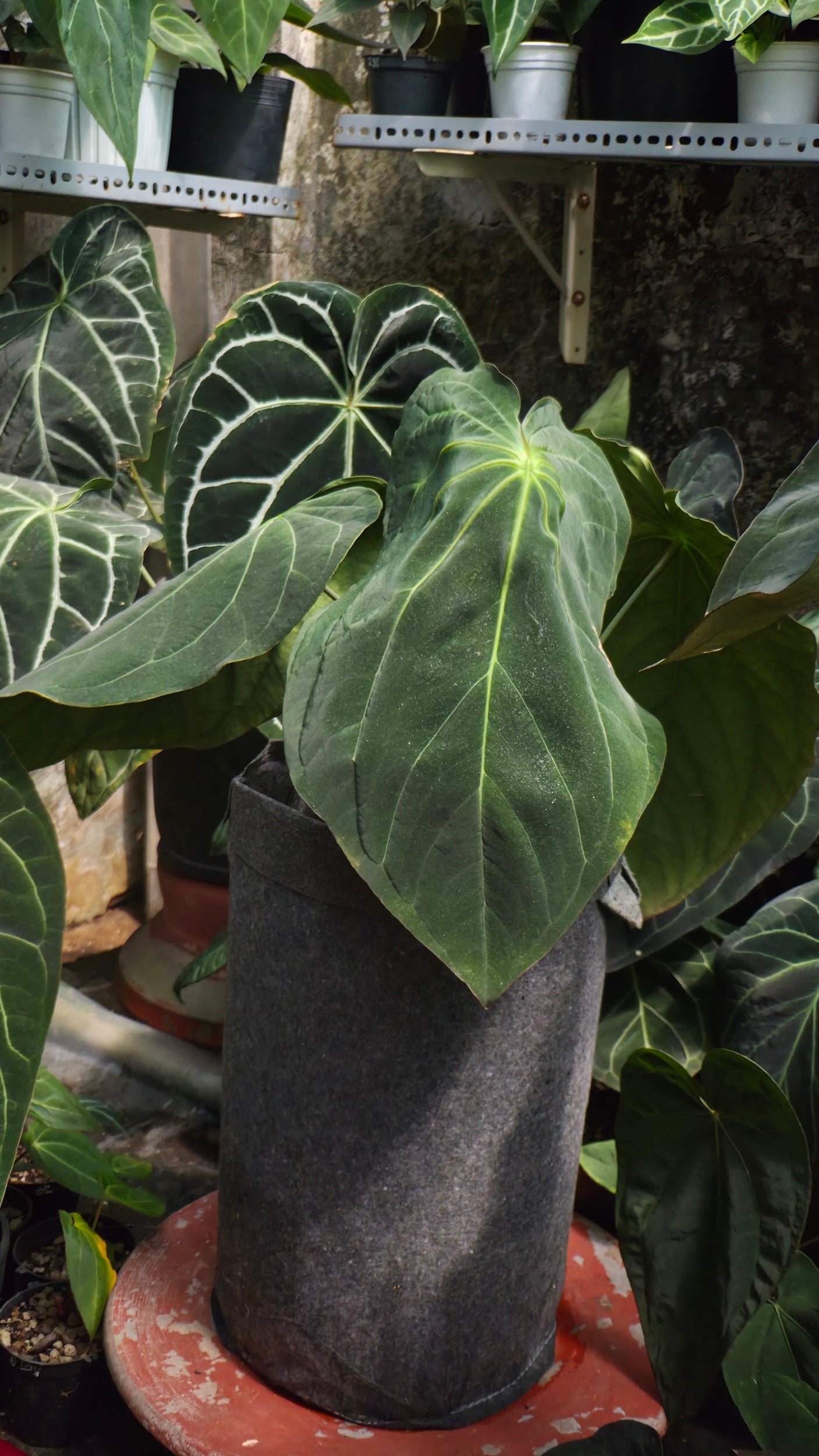 Anthurium ANG 102CLUB: Hera