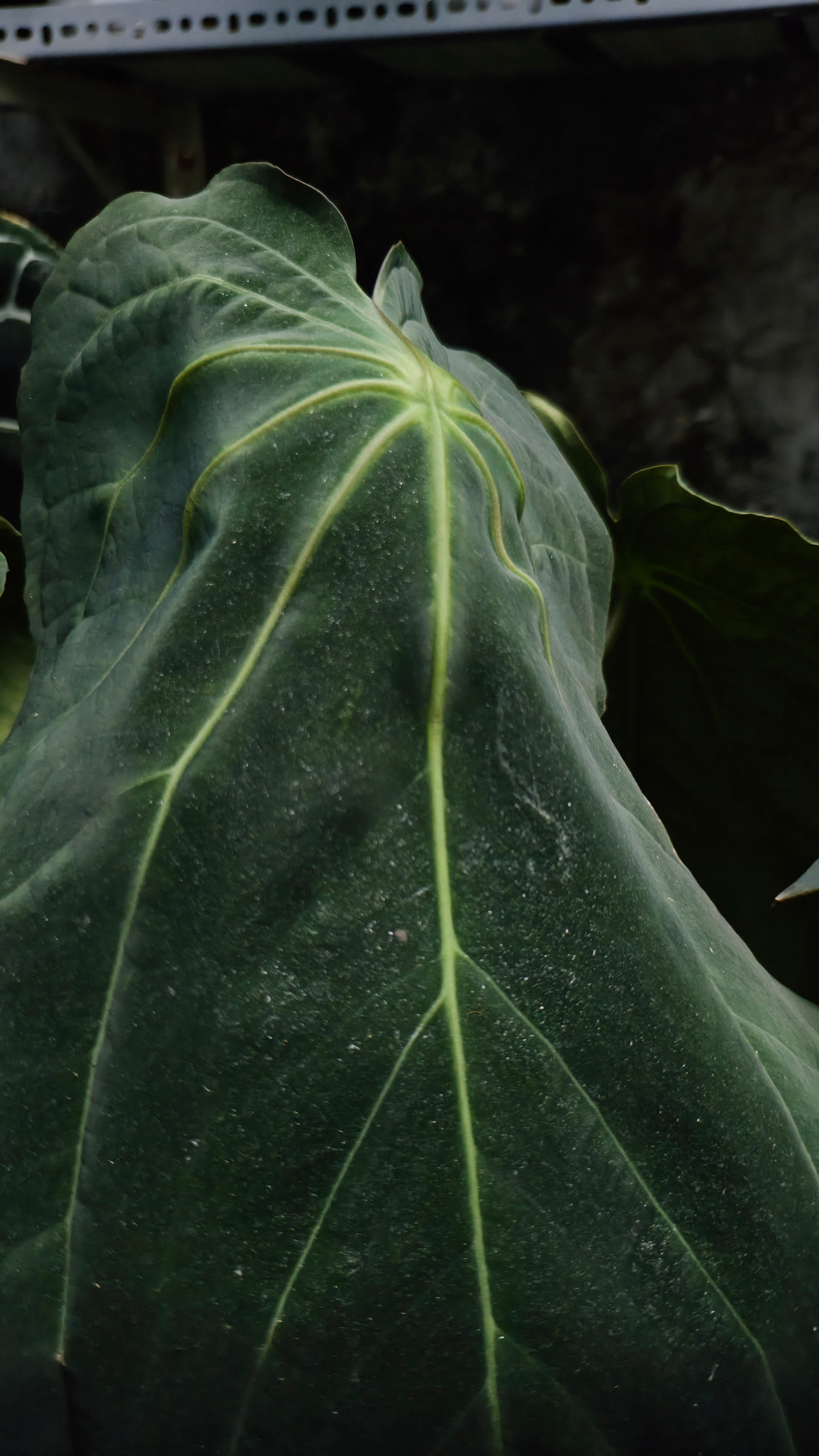 Anthurium ANG 102CLUB: Hera